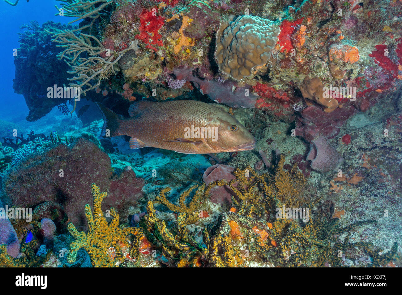 Cubera Snapper - Stock Image