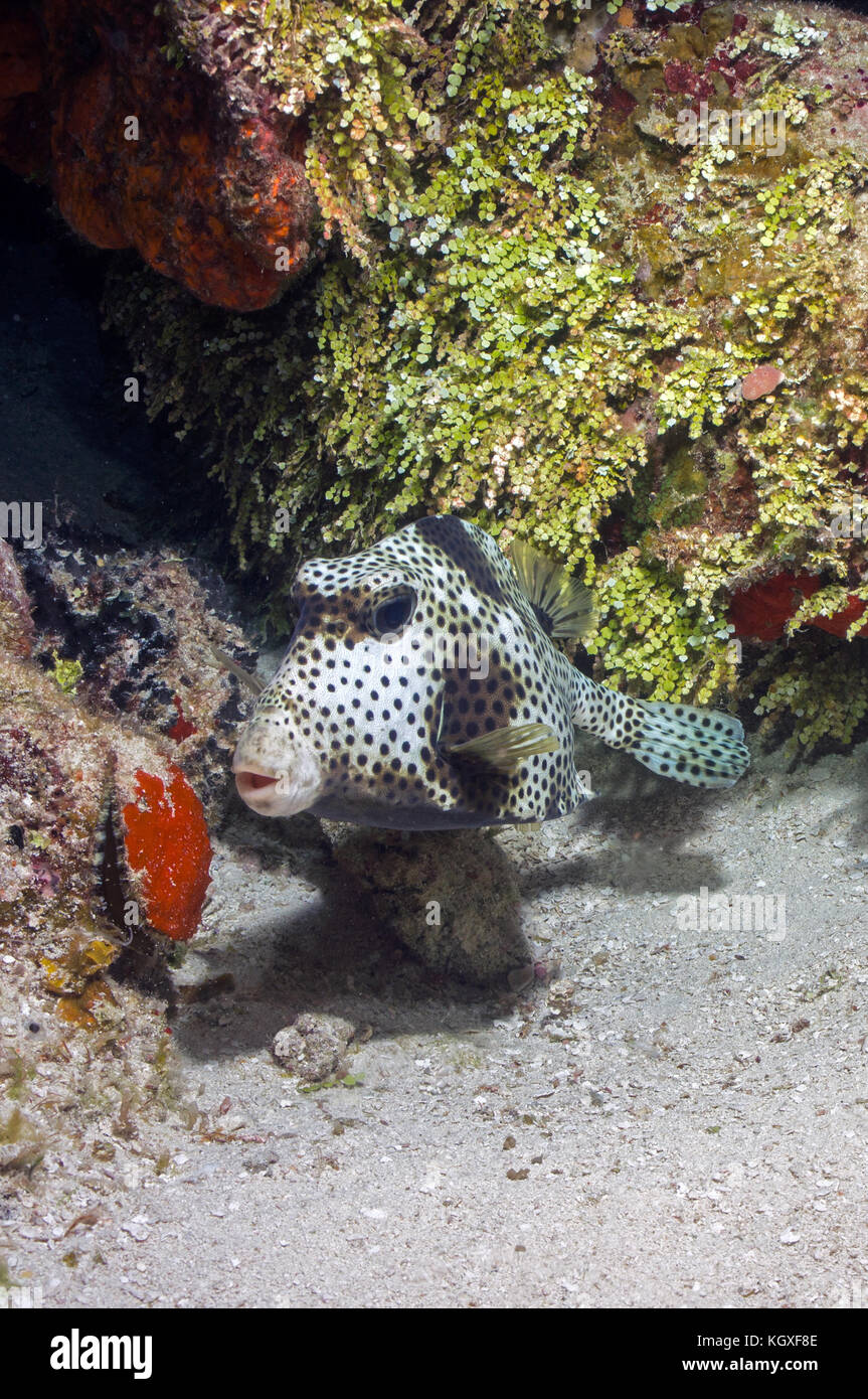 Spotted Trunkfish at night Stock Photo