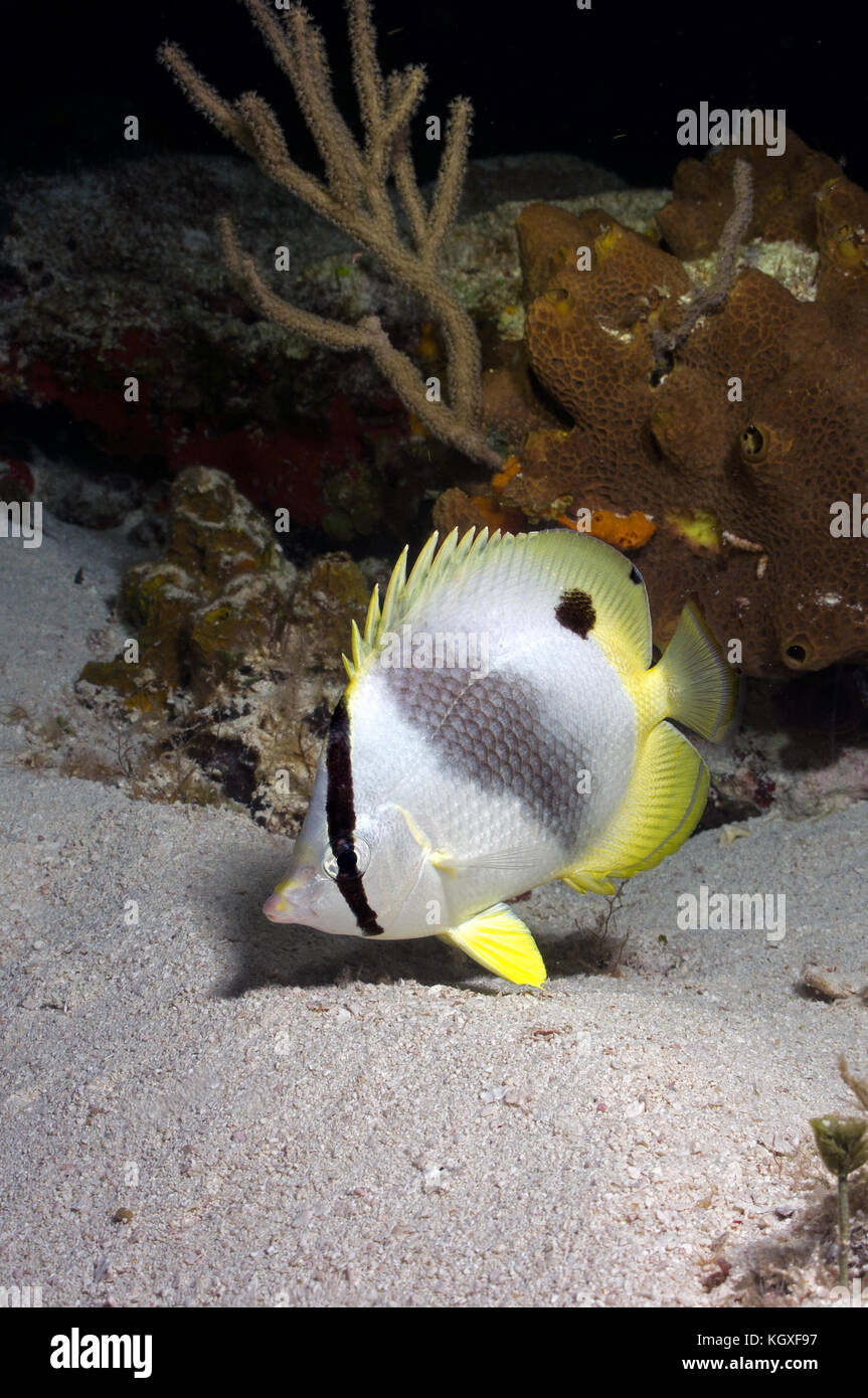 Juvenile Spotfin Butterflyfish at night - Stock Image