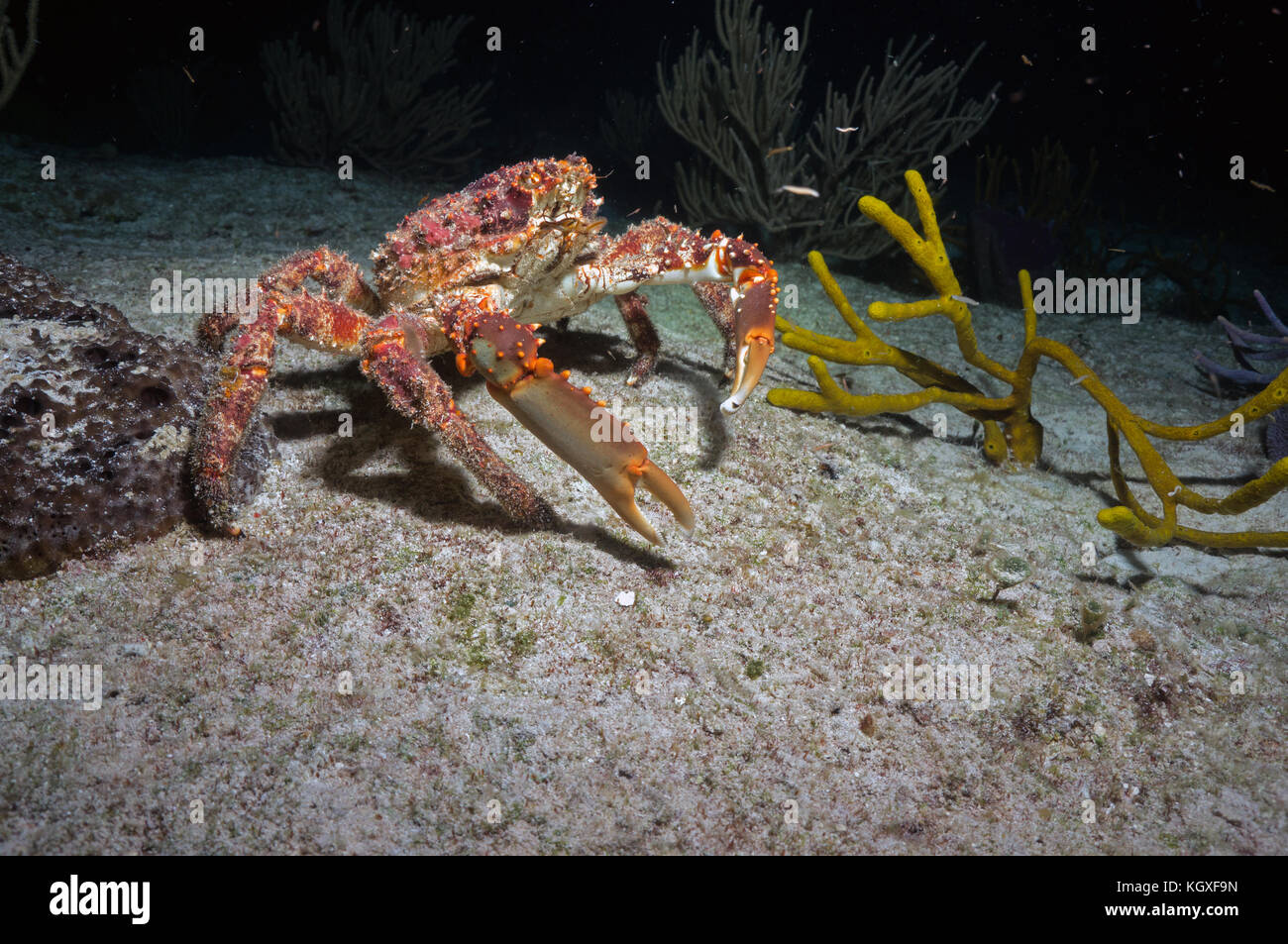Caribbean crab underwater hi-res stock photography and images - Alamy