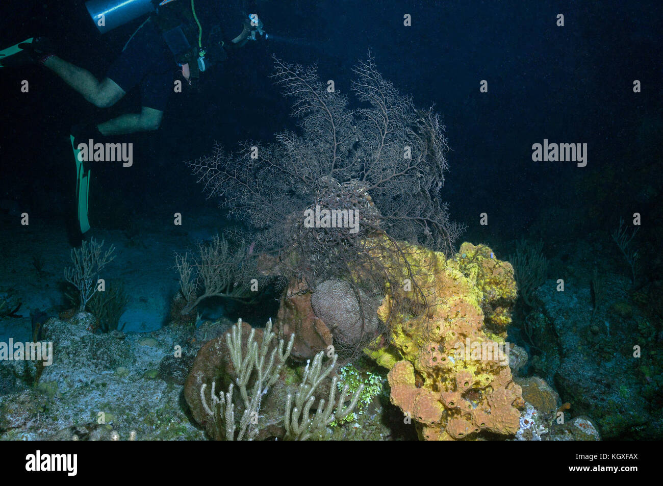 Basketstar starfish - Stock Image
