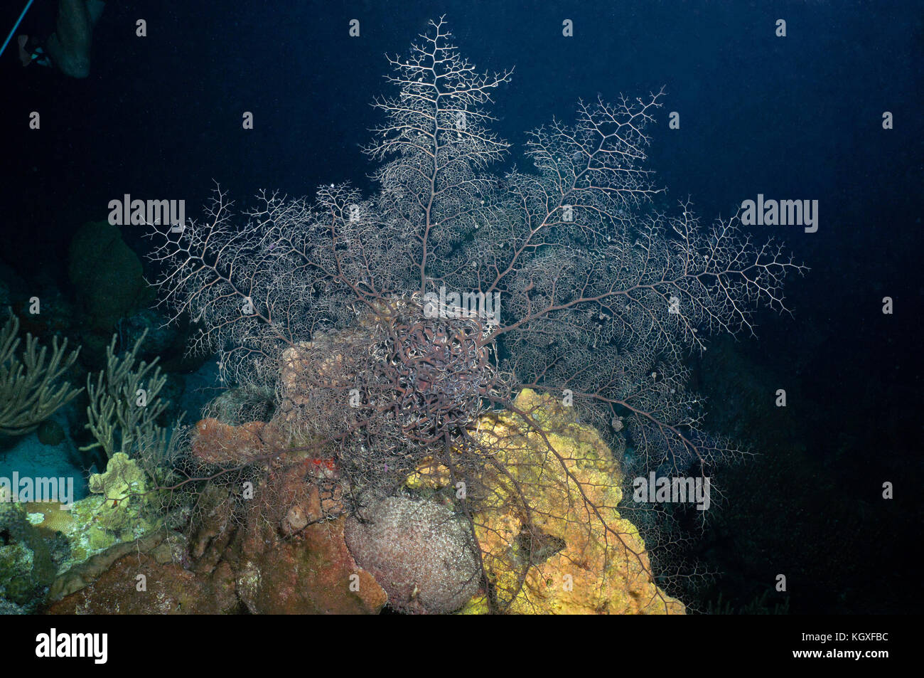 Basketstar starfish - Stock Image