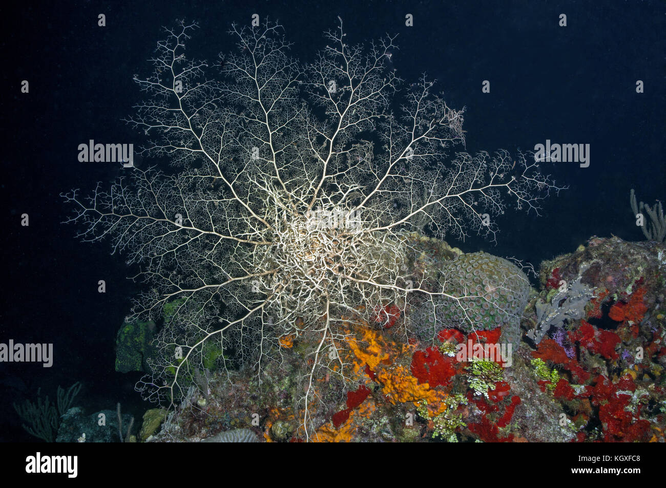 Basketstar starfish - Stock Image