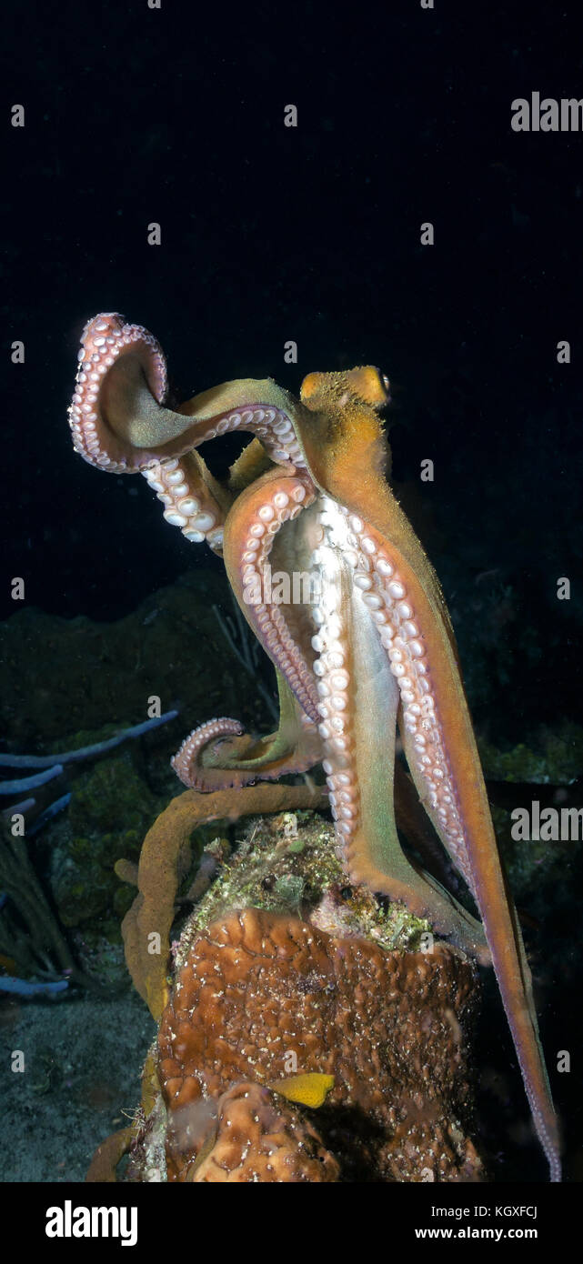 Caribbean Reef Octopus - Stock Image