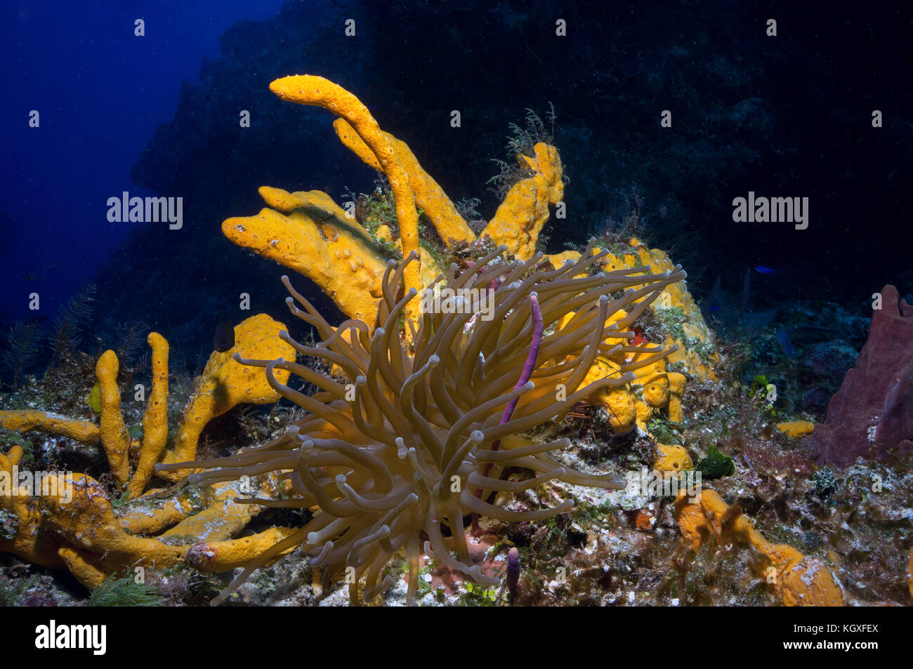 reef scene sponges anemone - Stock Image