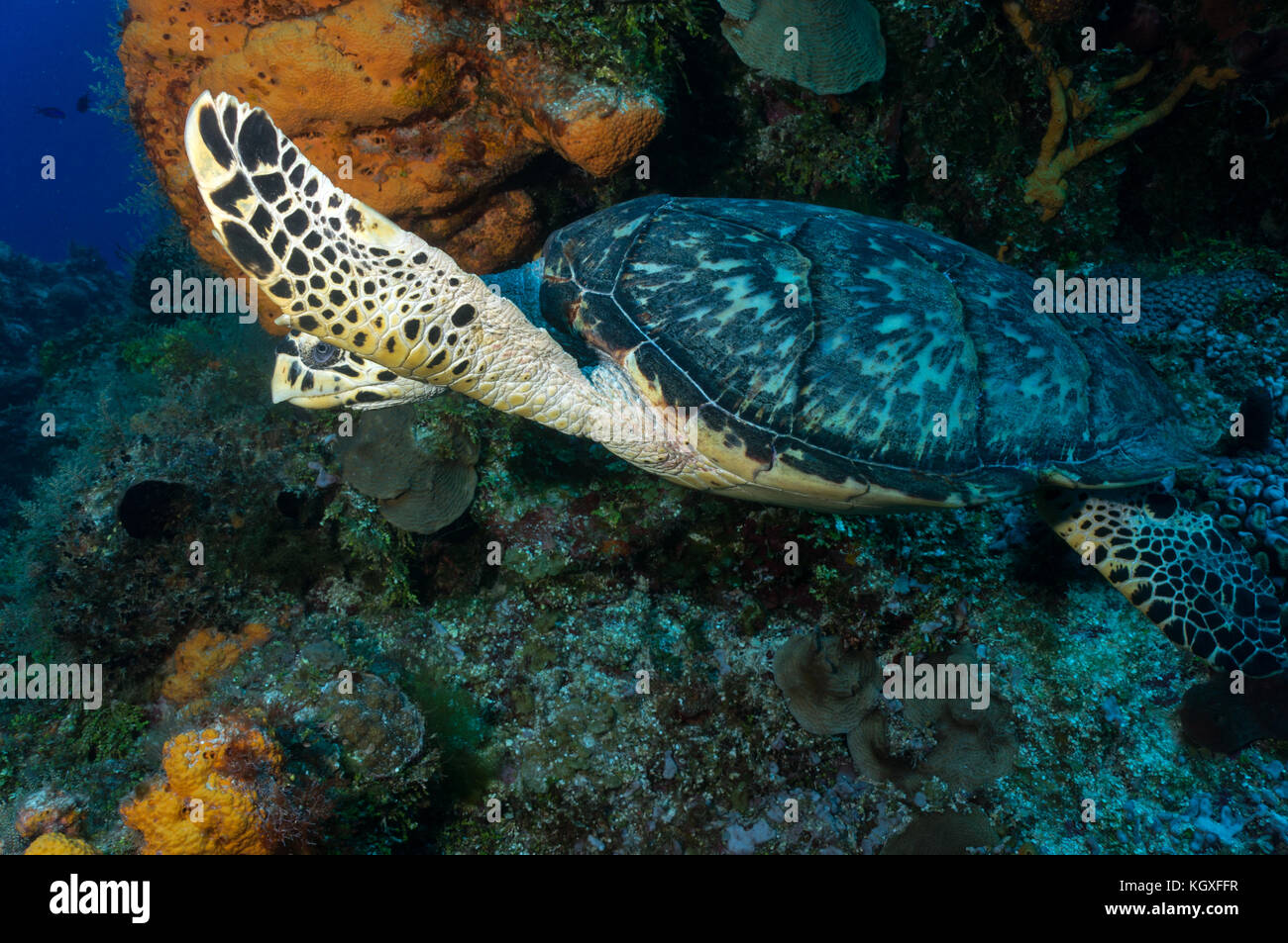 Hawksbill Turtle - Stock Image