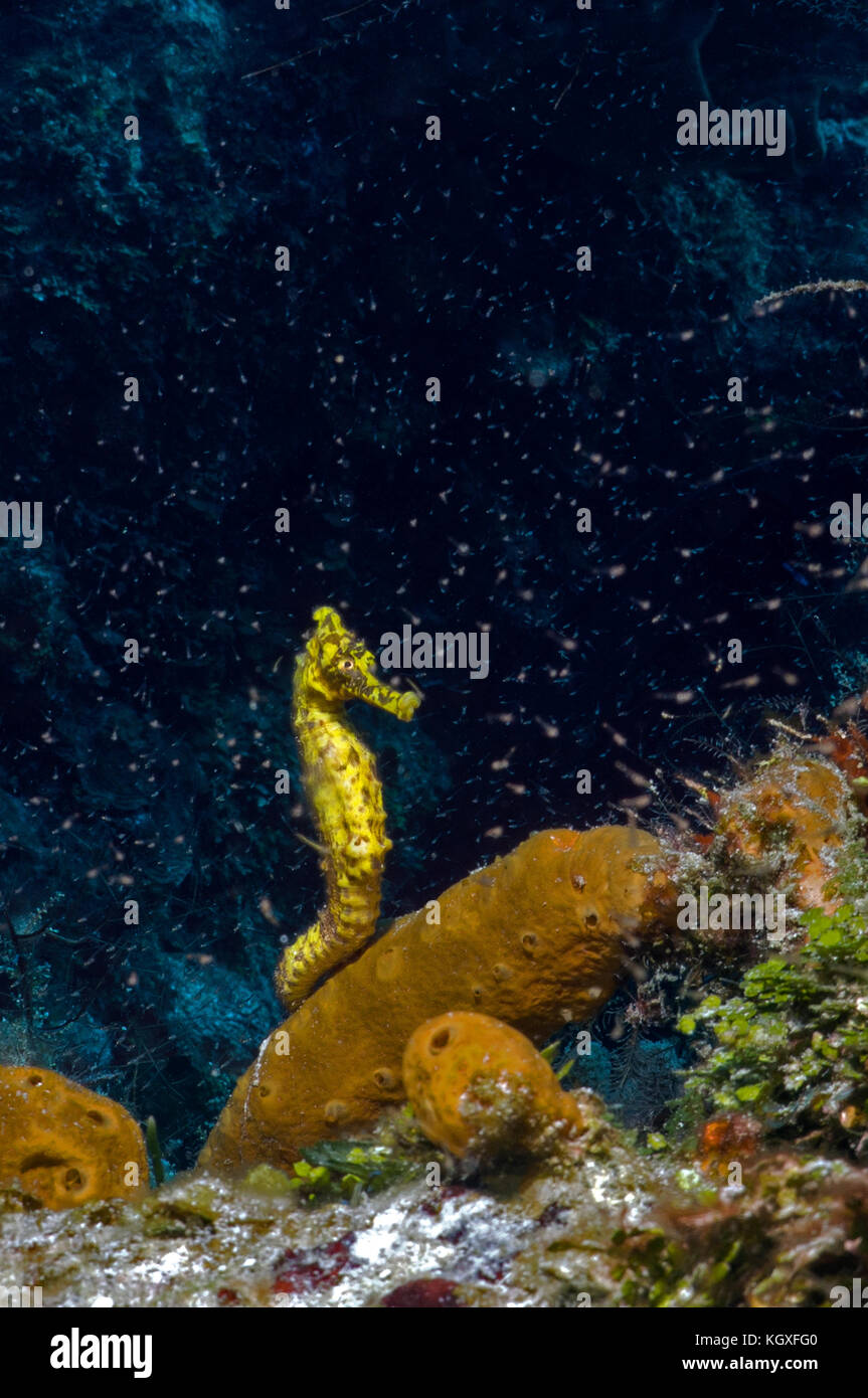 seahorse, yellow - Stock Image
