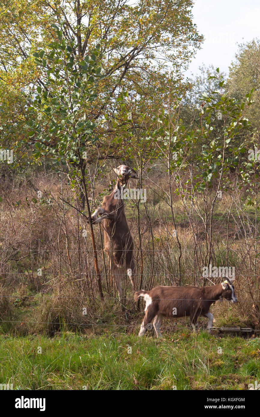 Germany, Troisdorf, goats in the Wahner Heath, goat eats leaves of a young tree.  Deutschland, Troisdorf, Ziegen zur Landschaftspflege in der Wahner H Stock Photo