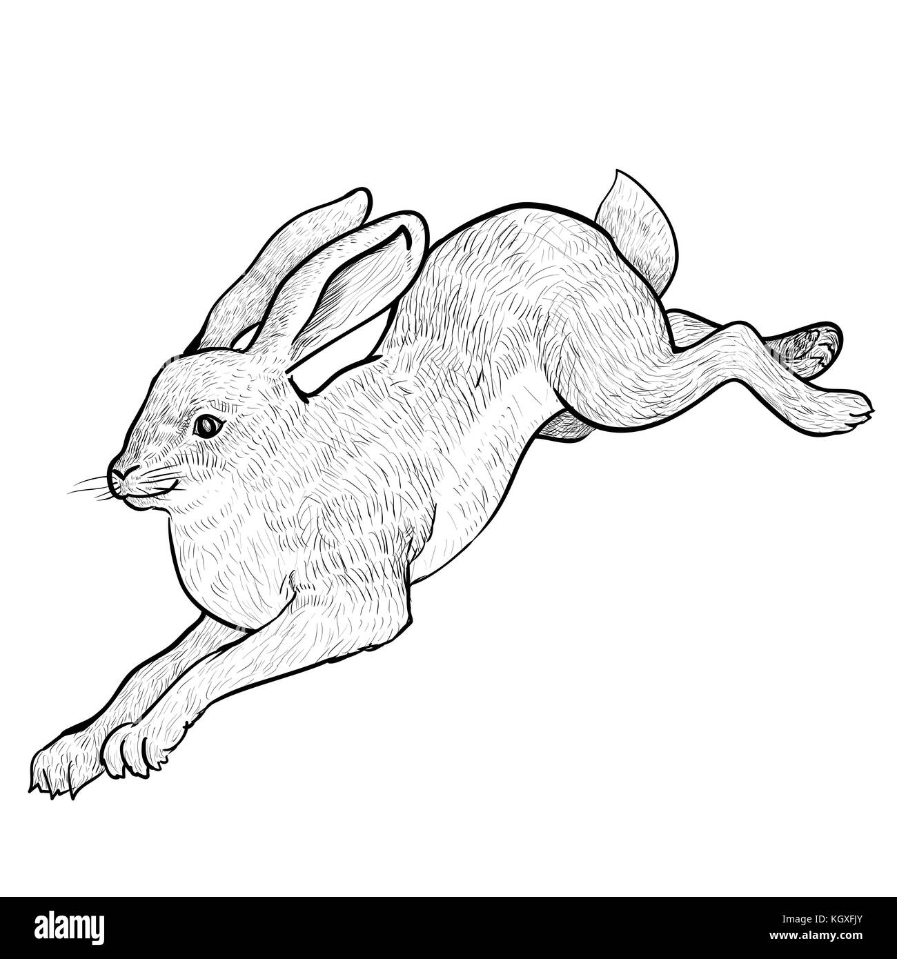 Illustration Jumping Hare Isolated on white background. Black and White simple line Vector Illustration for Coloring Book - Line Drawn Vector Illustra Stock Vector