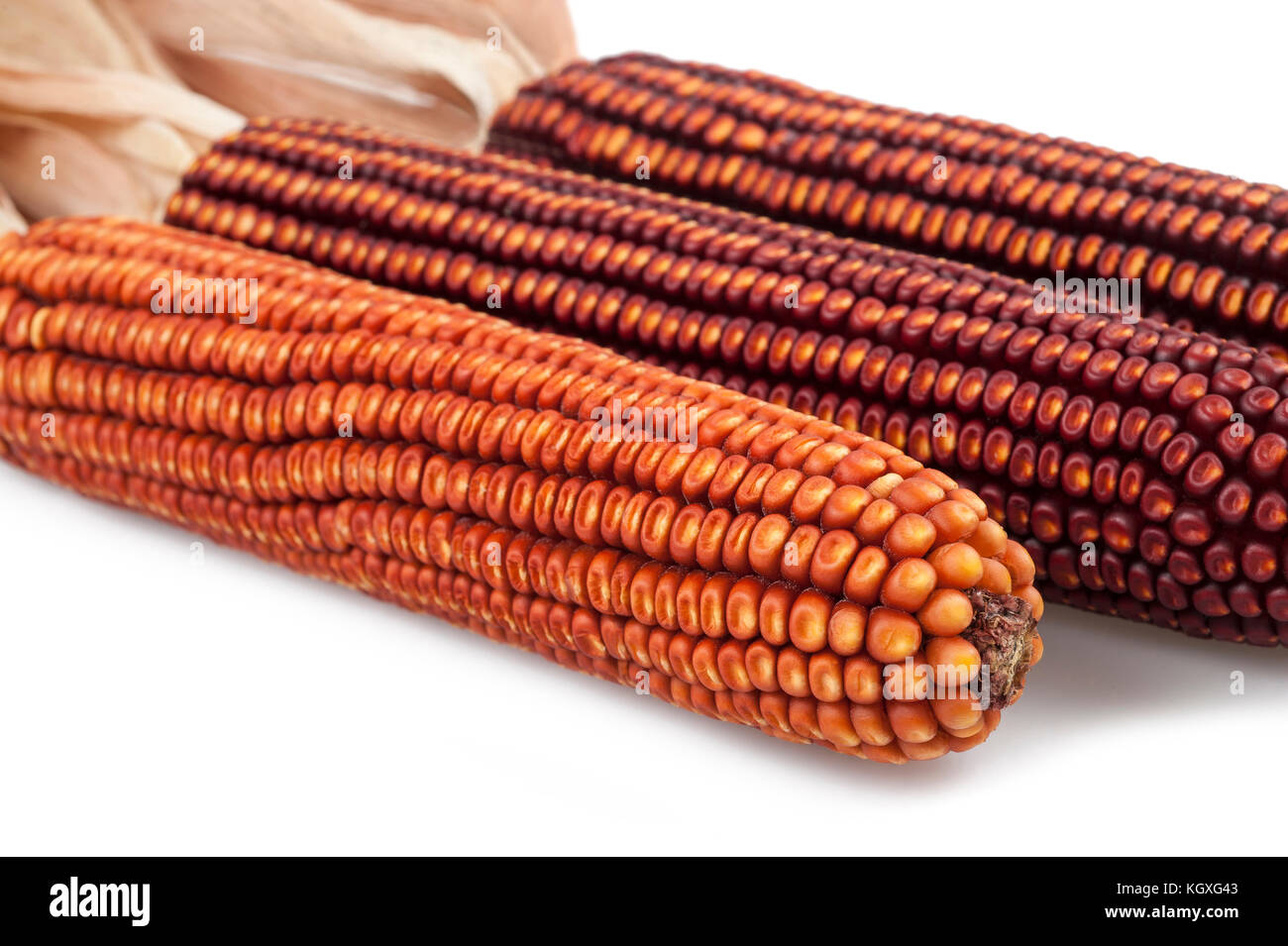 White Maize Corn