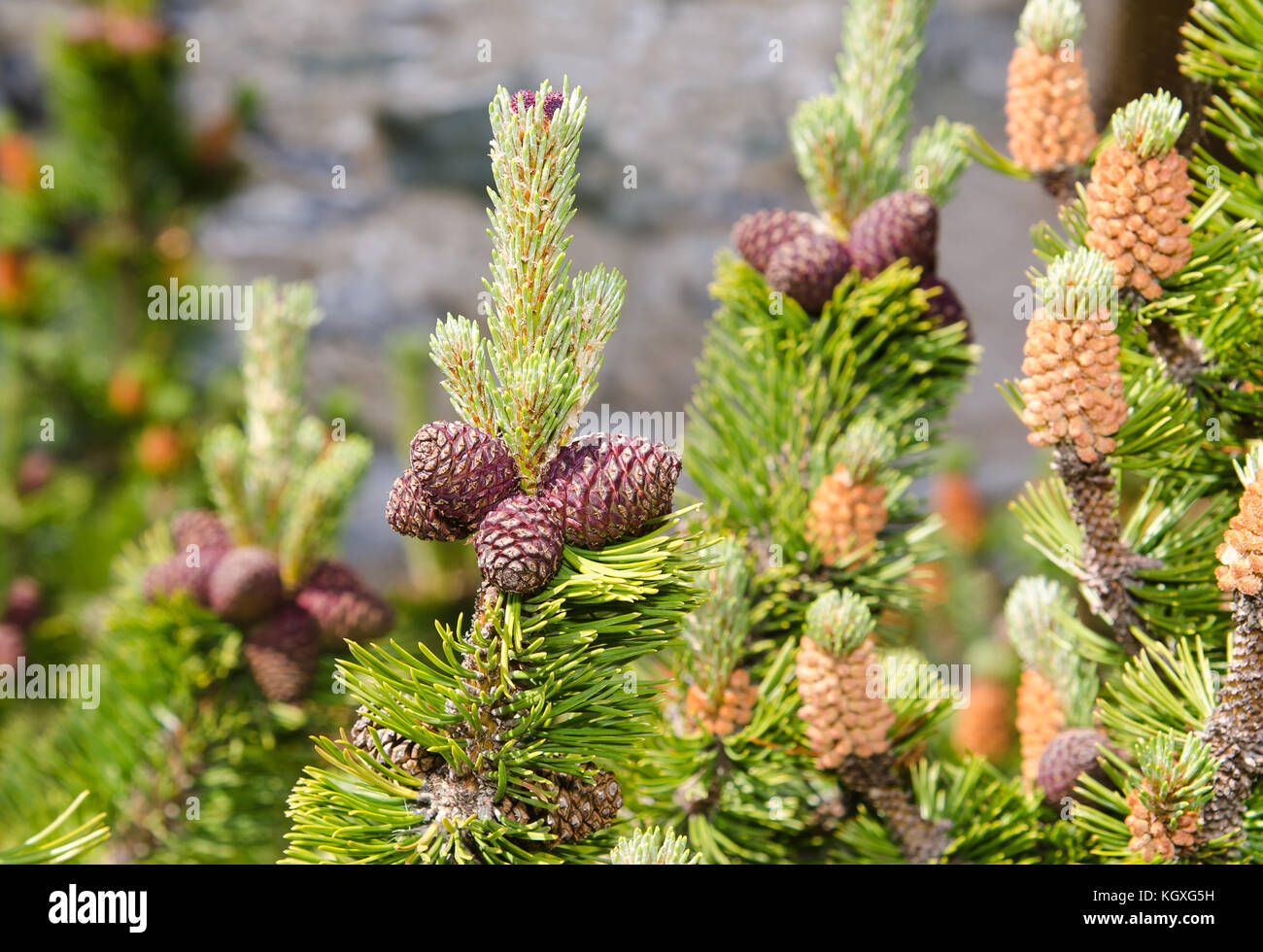 mugo pine branch  with cones Stock Photo