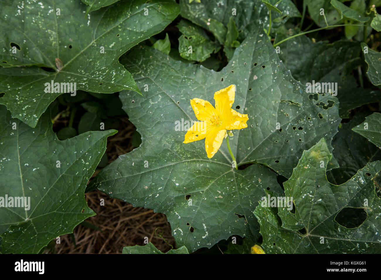 Watermelon flower hires stock photography and images Alamy