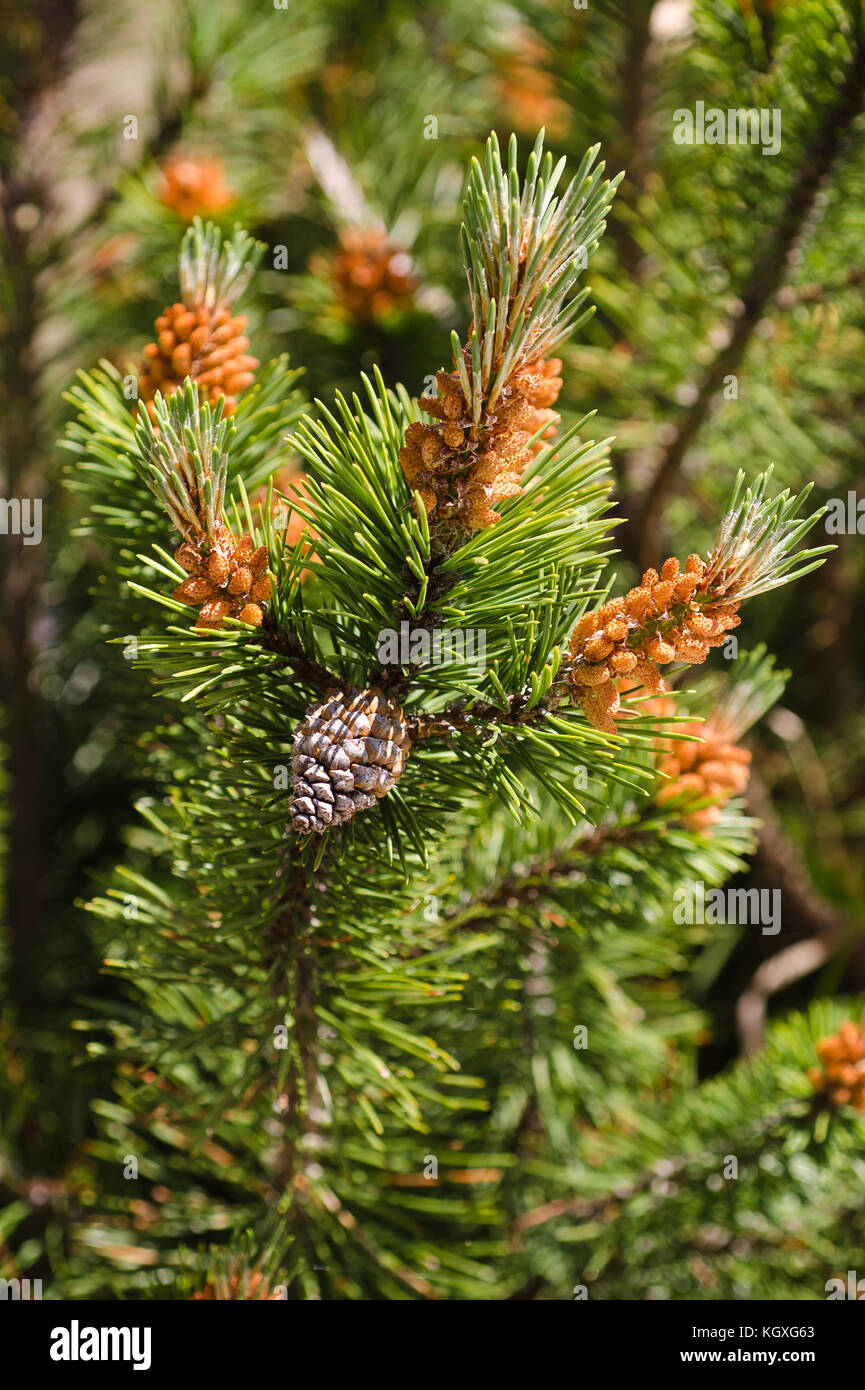 mugo pine branch  with cones Stock Photo