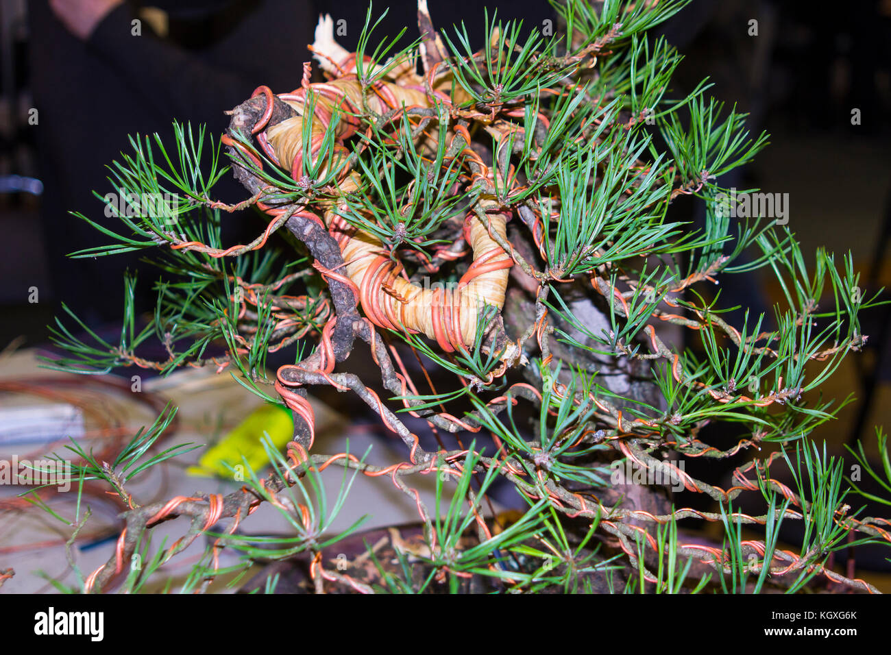 Rafia and copper wire used in the bending of branches in the early stages of the styling and development of a bonsai from a collected Scots Pine tree Stock Photo