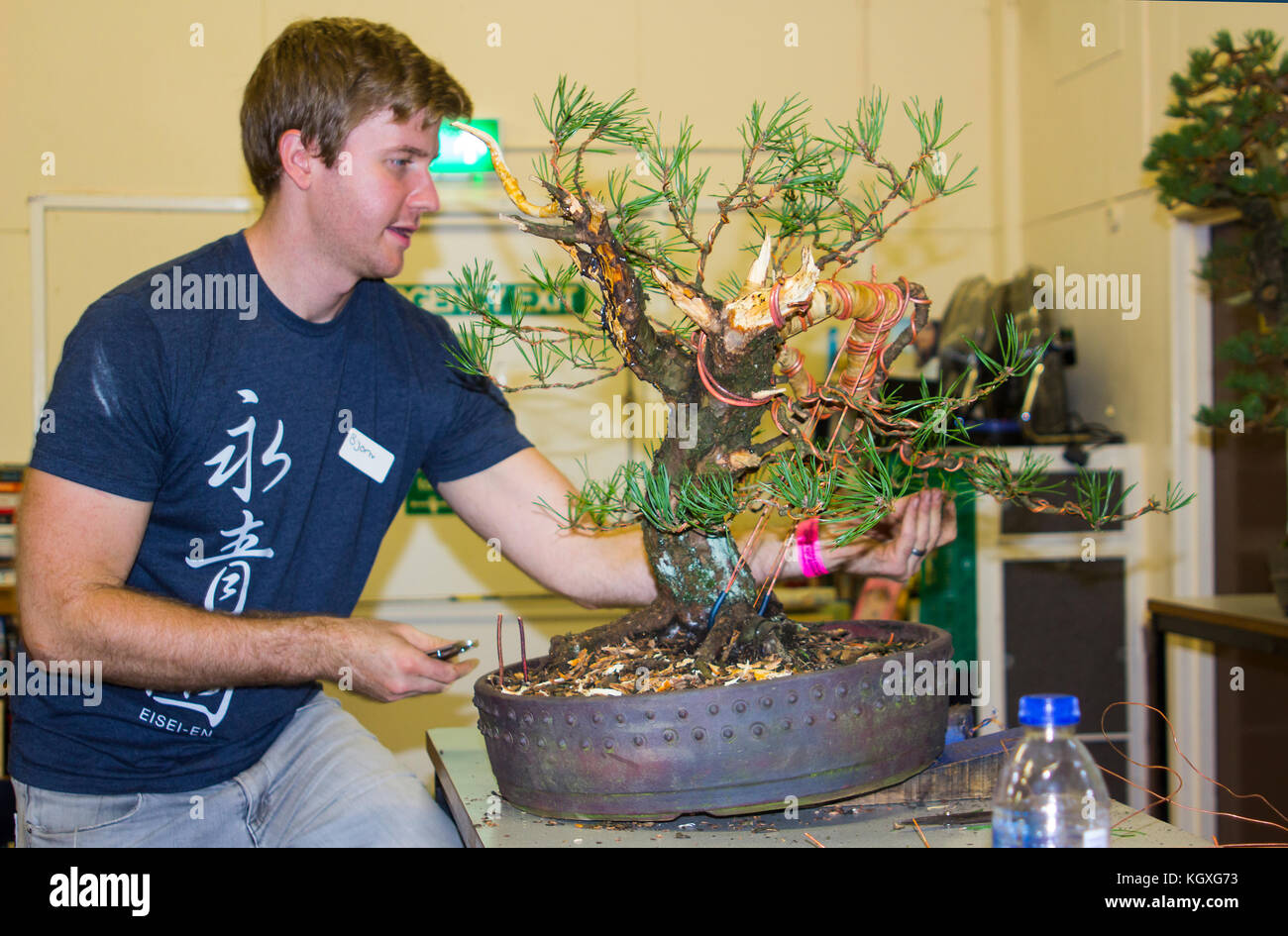 Bjorn Bjorholm  in the early stages of creating a Scots Pine (Pinus Sylvestris) bonsai in a public demonstration in Belfast in Northern Ireland Stock Photo