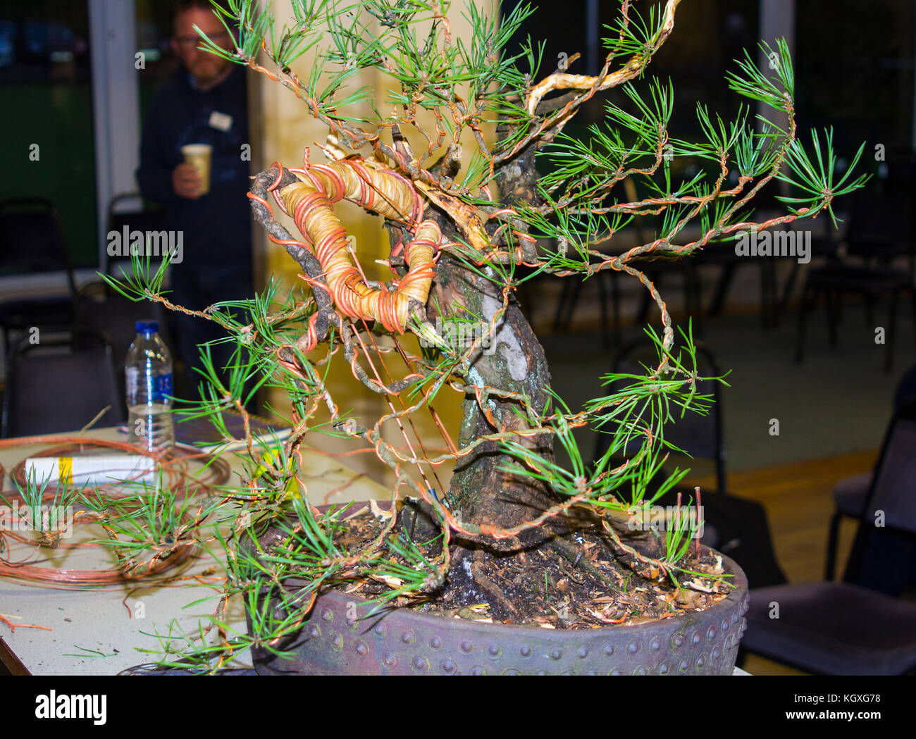 Rafia and copper wire used in the bending of branches in the early stages of the styling and development of a bonsai from a collected Scots Pine tree Stock Photo