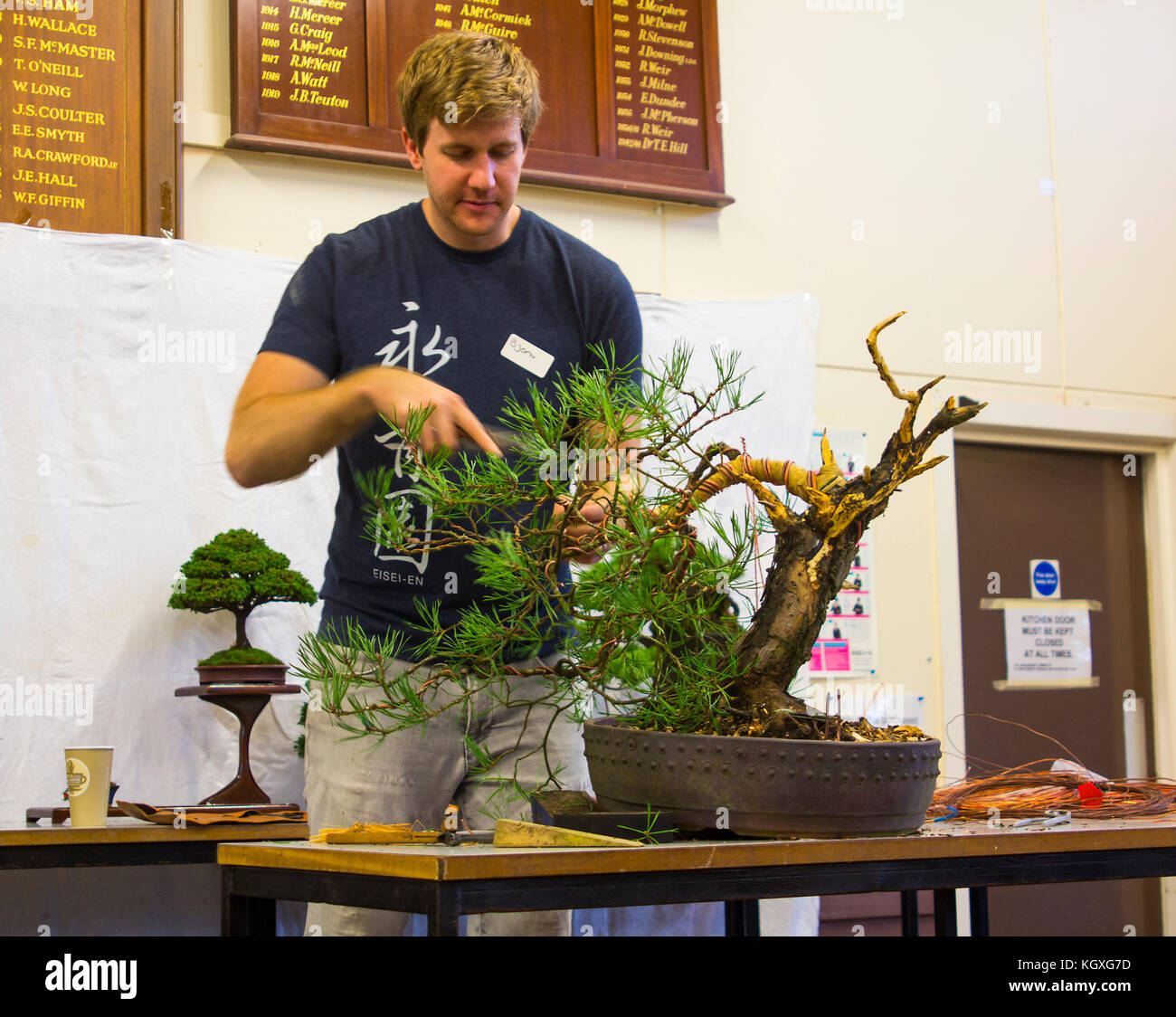 Bjorn Bonholm  in the early stages of creating a Scots Pine (Pinus Sylvestris) bonsai in a public demonstration in Belfast in Northern Ireland Stock Photo