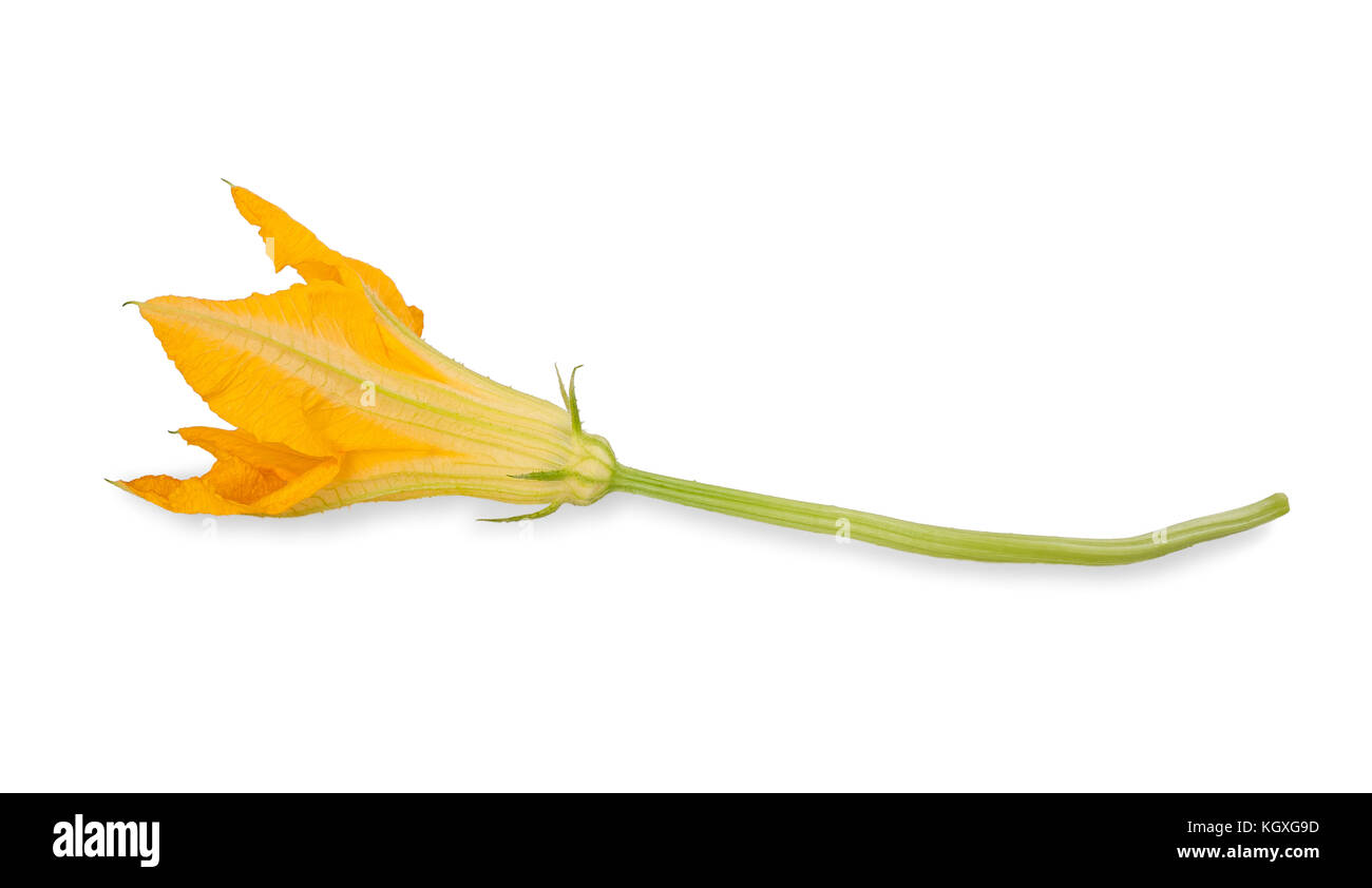 squash blossom isolated on white Stock Photo Alamy