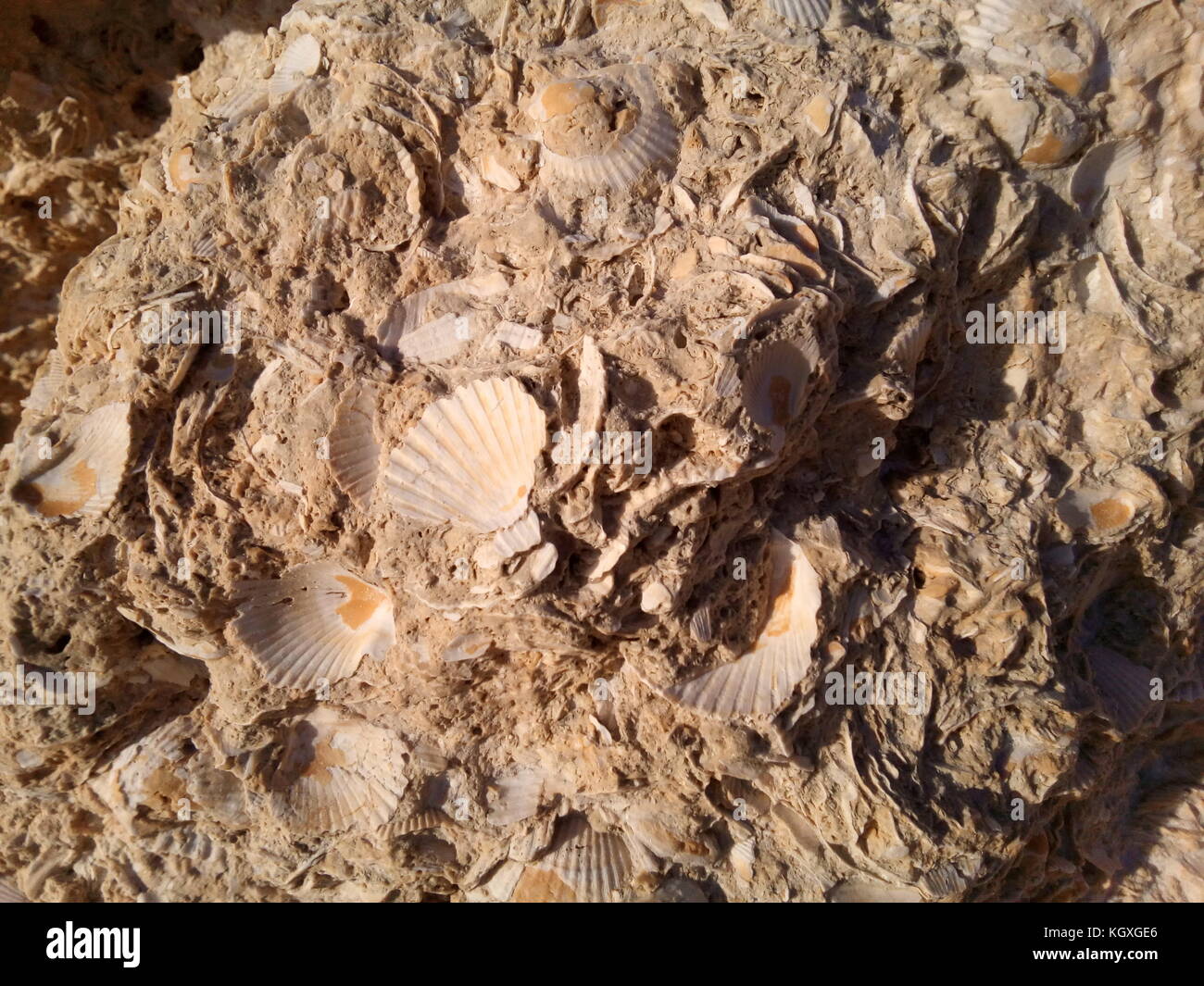 Shell fossils hires stock photography and images Alamy