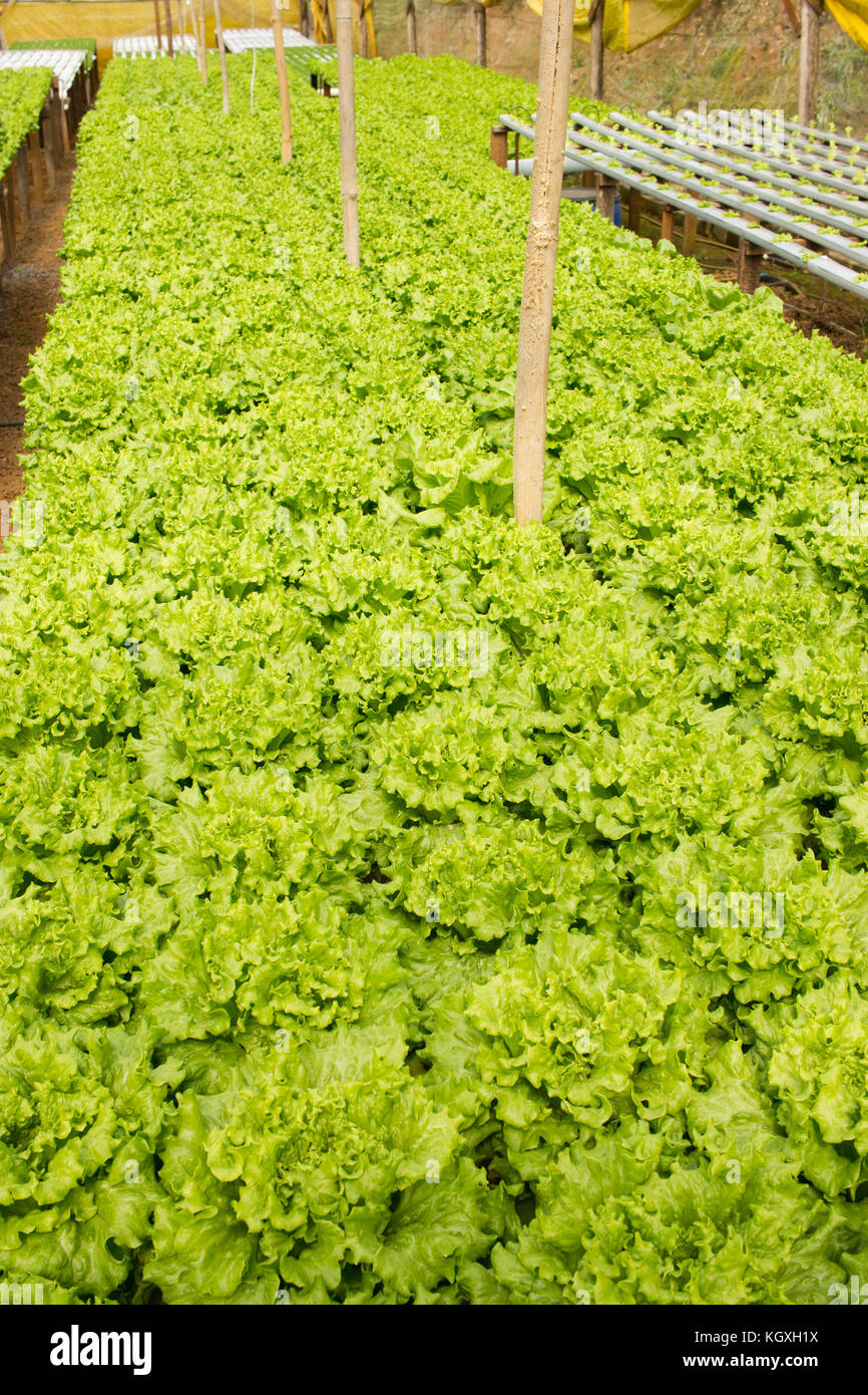 Hydroponics material hires stock photography and images Alamy