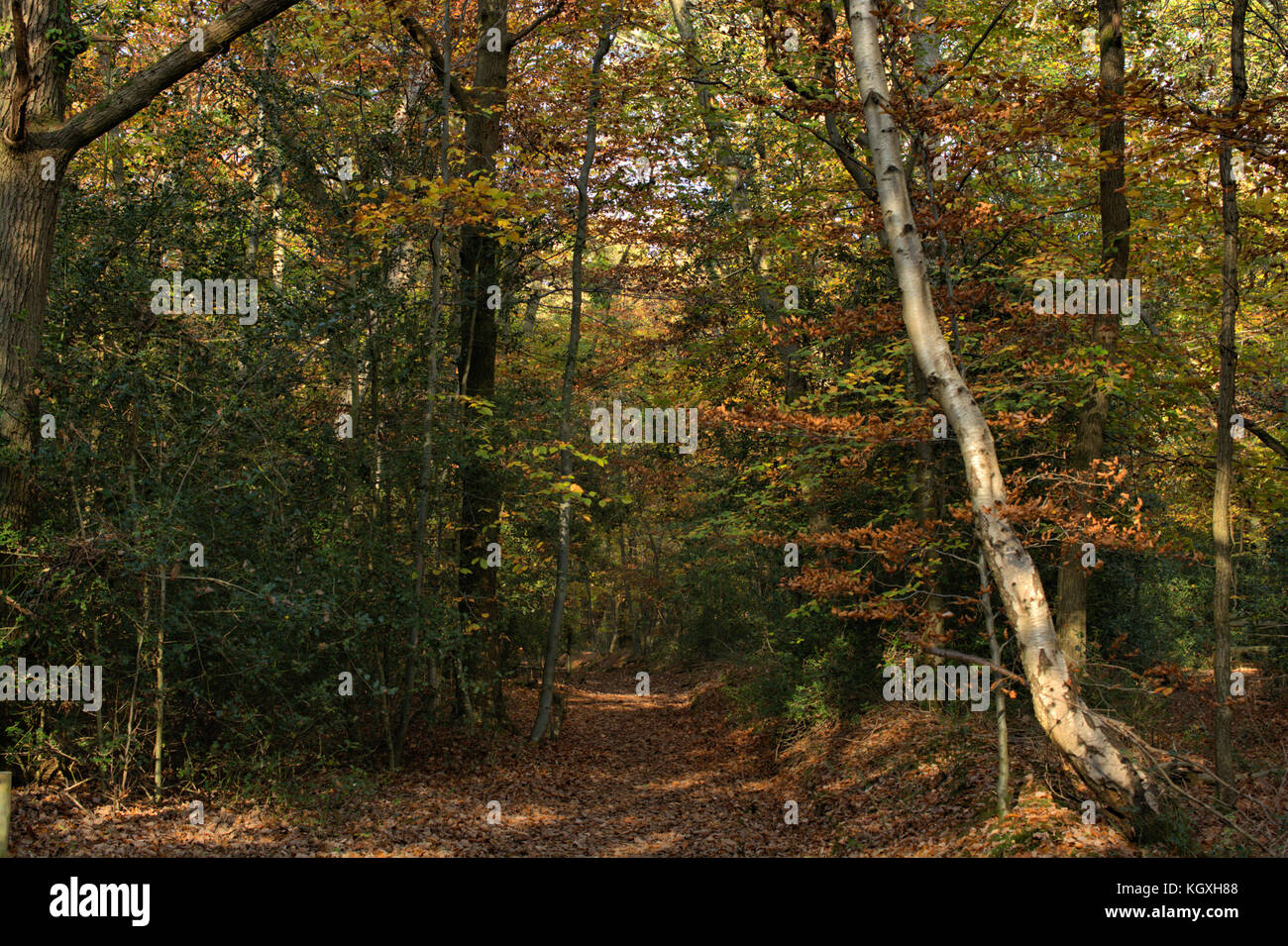Autumn Woodland, Burnham Beeches, UK Stock Photo - Alamy