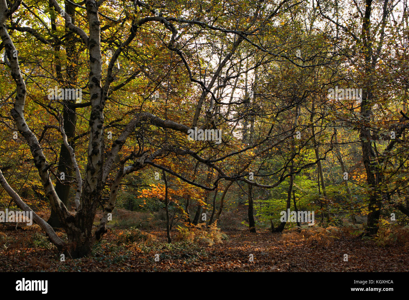 Autumn Woodland, Burnham Beeches, UK Stock Photo Alamy