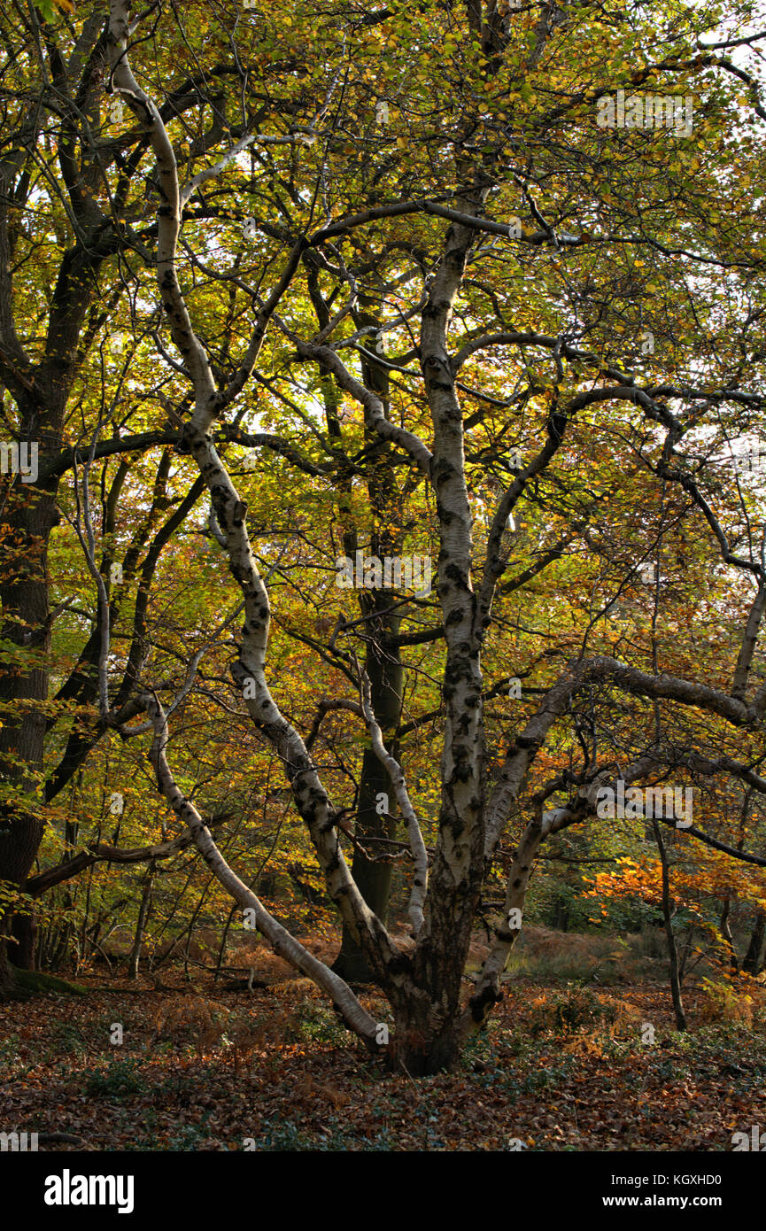 Autumn Woodland, Burnham Beeches, UK Stock Photo Alamy