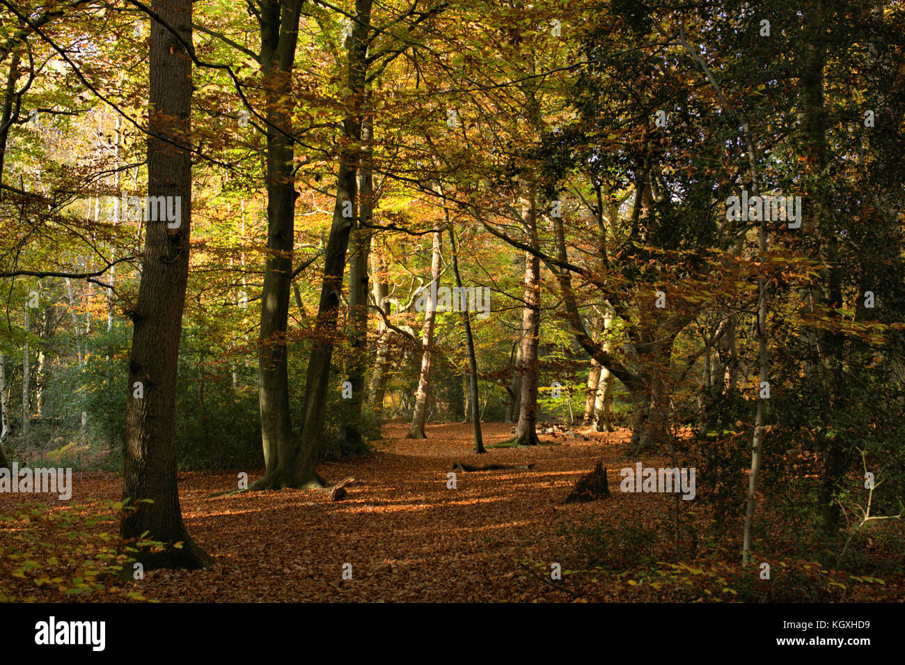 Autumn Woodland, Burnham Beeches, UK Stock Photo Alamy