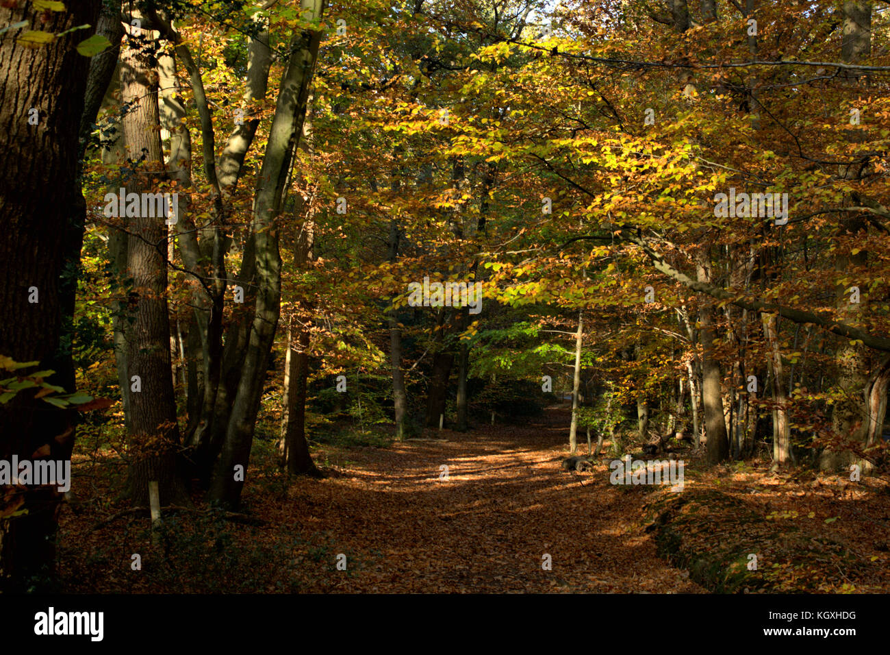 Autumn Woodland, Burnham Beeches, UK Stock Photo - Alamy