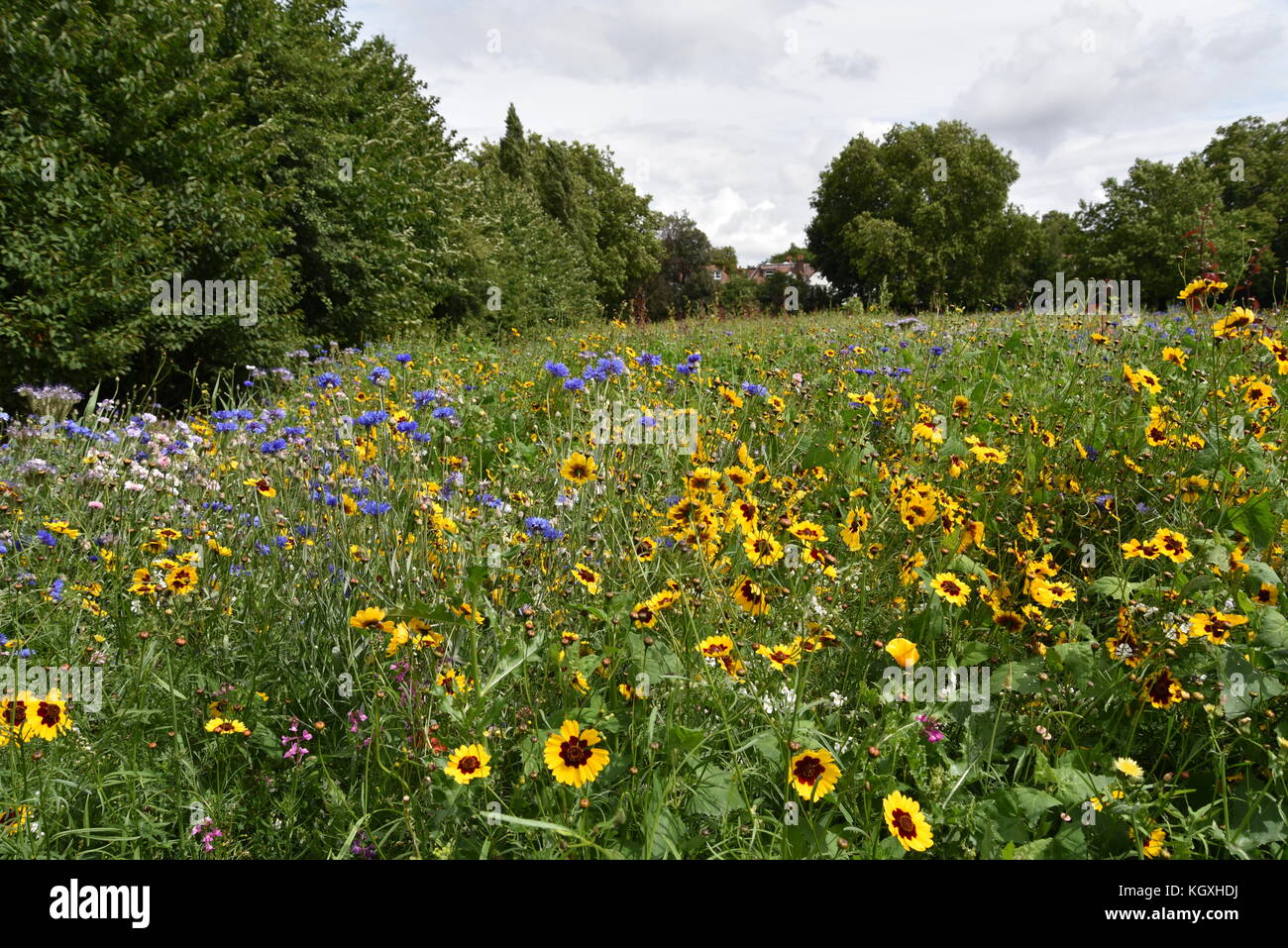 Wildflower garden hi-res stock photography and images - Alamy
