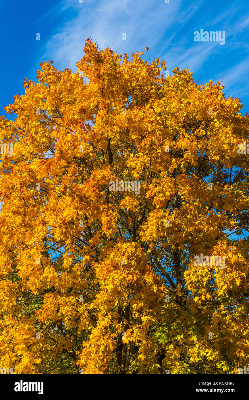 Autumn maple with orange leaves Stock Photo - Alamy