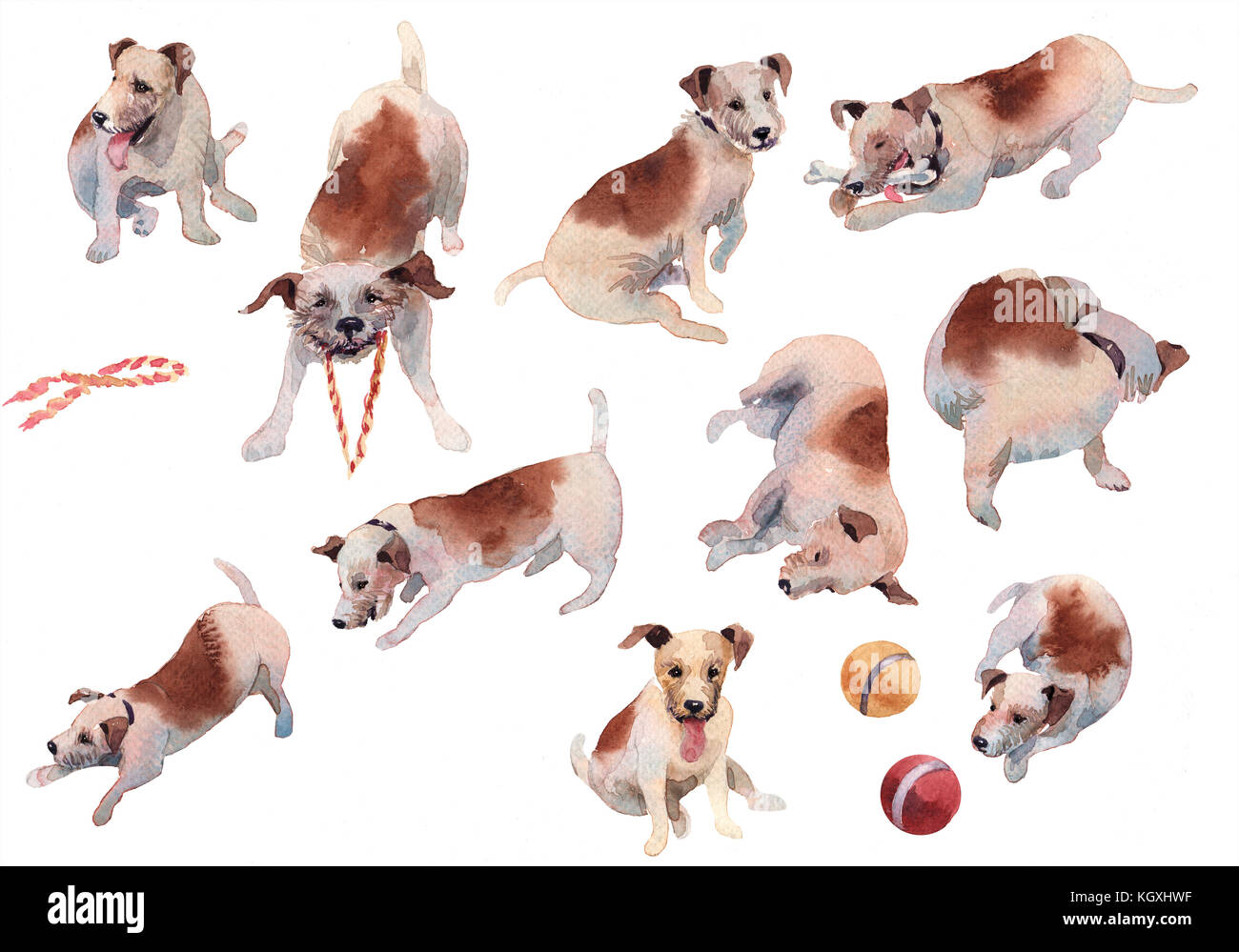 Jackrussel Stock Photos Jackrussel Stock Images Alamy