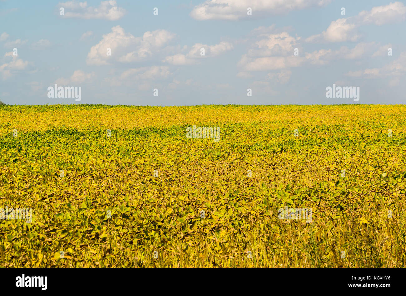 Yellow bean field on sunny day Stock Photo