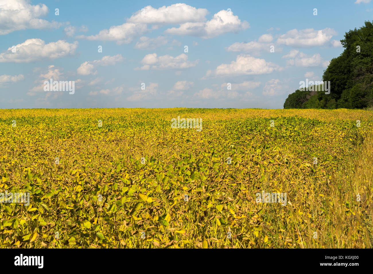 Growing beans in field farming Stock Photo