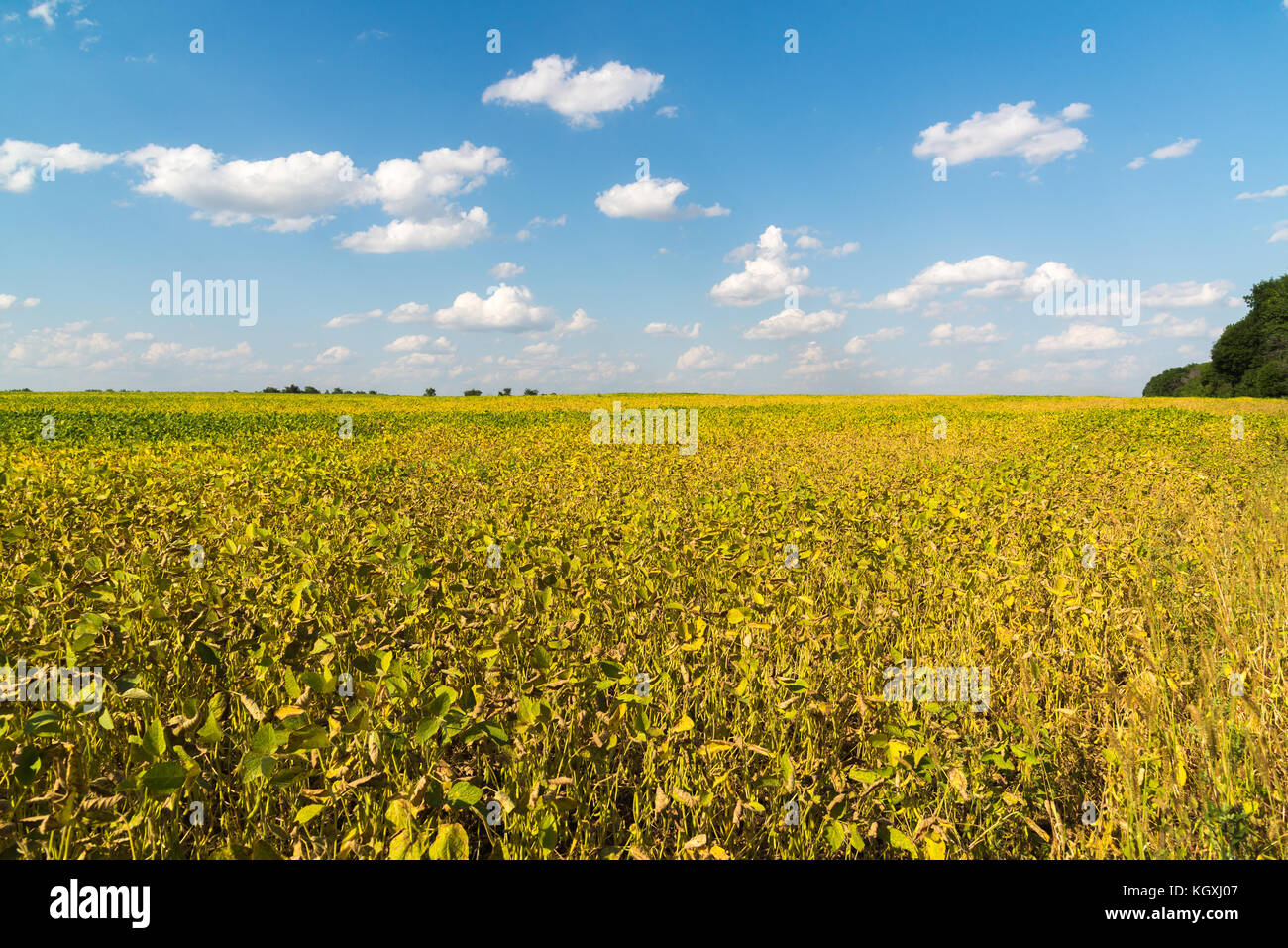 Growing beans in field farming Stock Photo