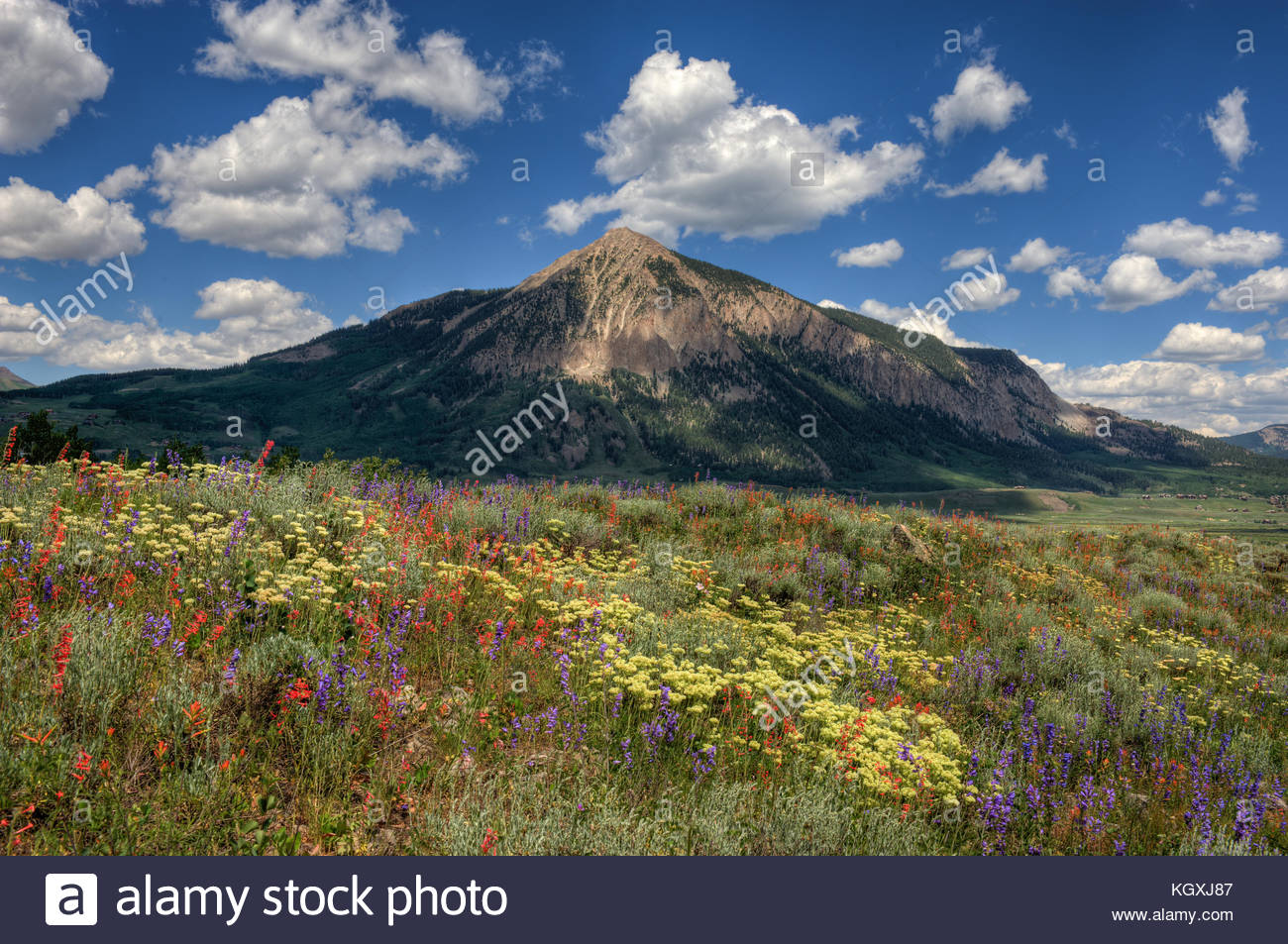 Mix Of Wildflowers High Resolution Stock Photography and Images - Alamy