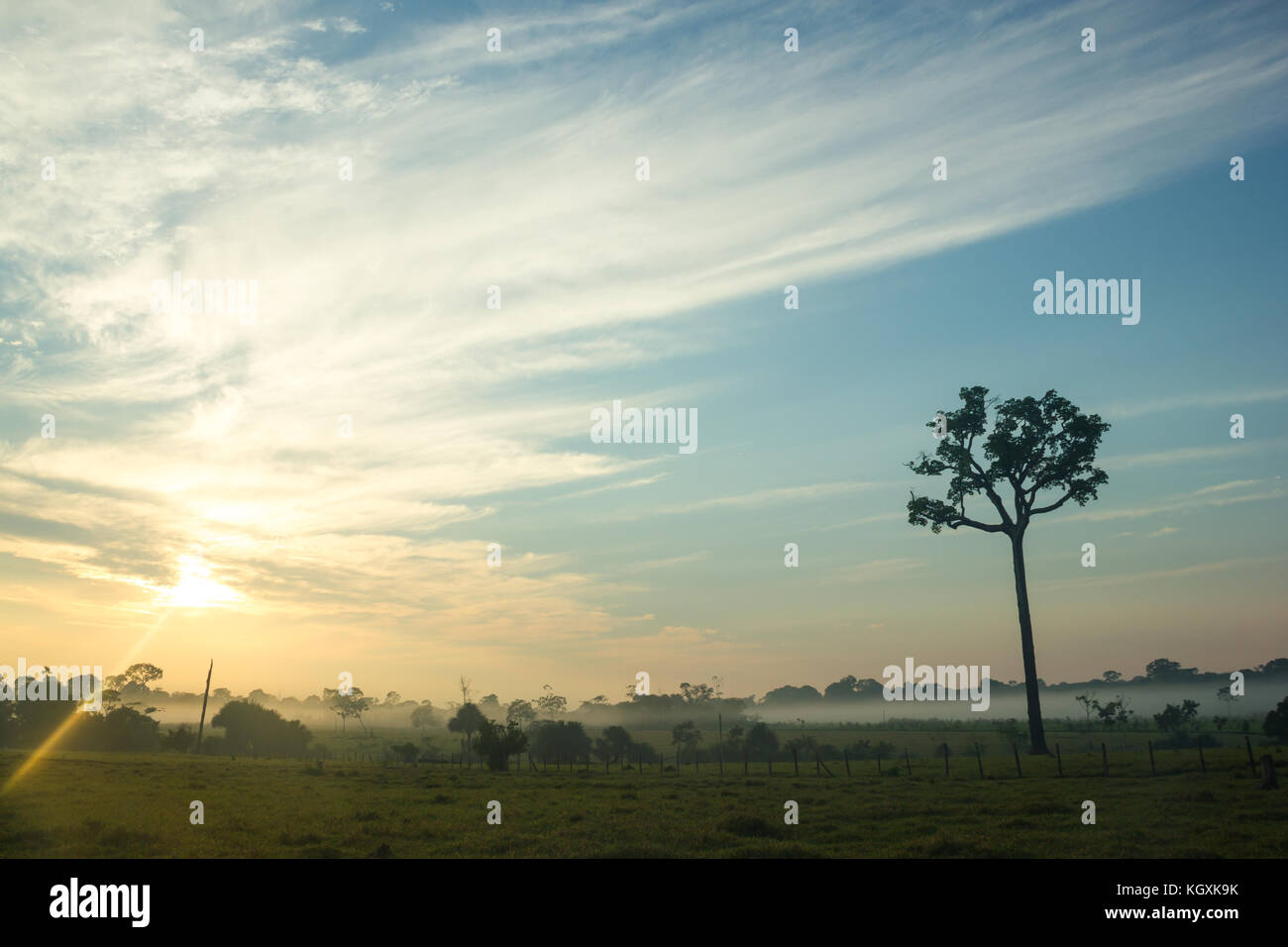 Single tree of Brazil nuts in the middle of a pasture in Brazilian Amazon Forest with the Sunrise Stock Photo