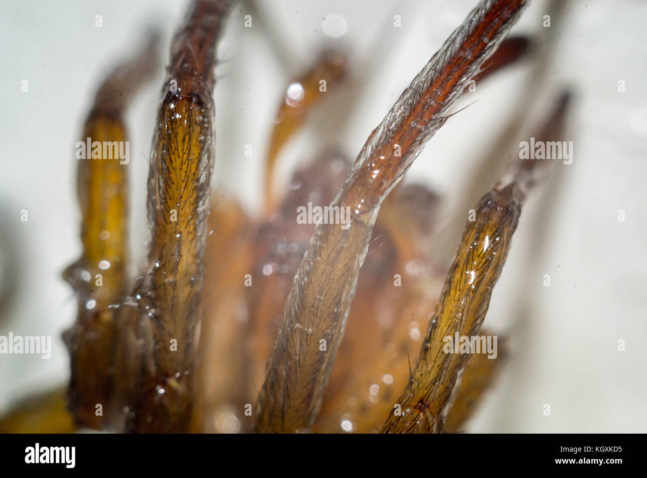 Close up of a spider macro photo Stock Photo - Alamy