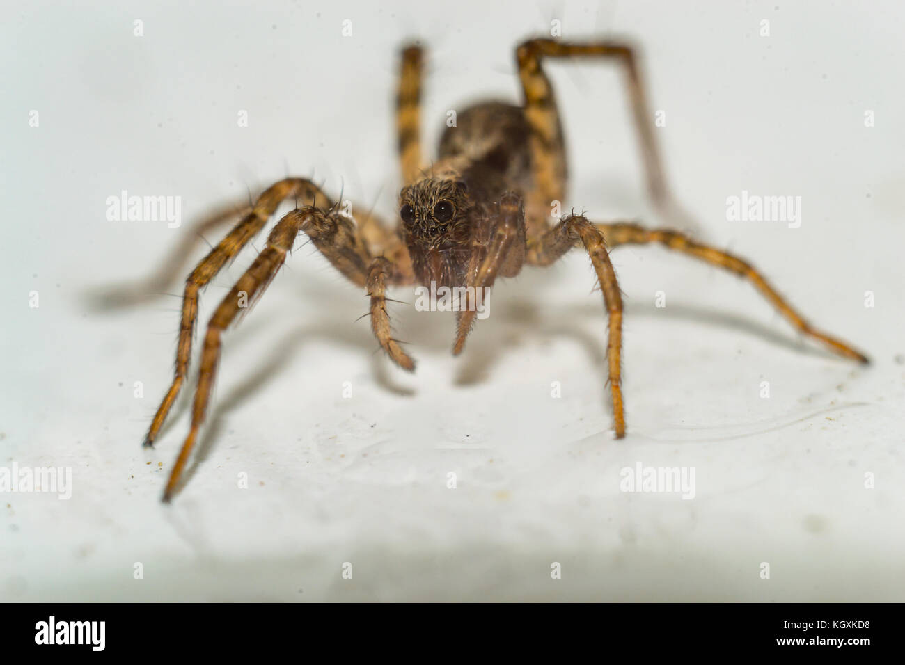 Close up of a spider macro photo Stock Photo - Alamy