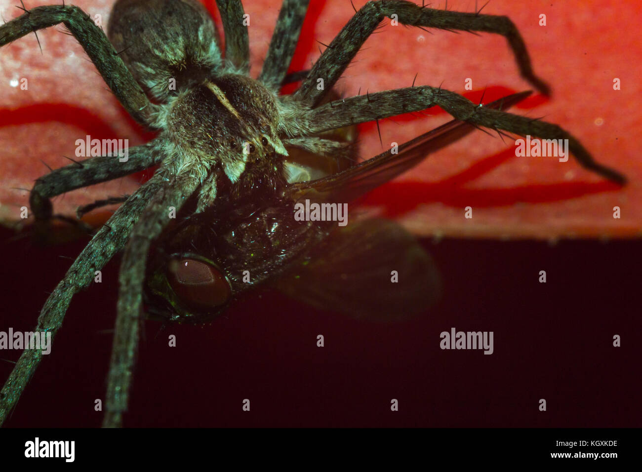 Close up of a spider macro photo of a large spider Stock Photo - Alamy