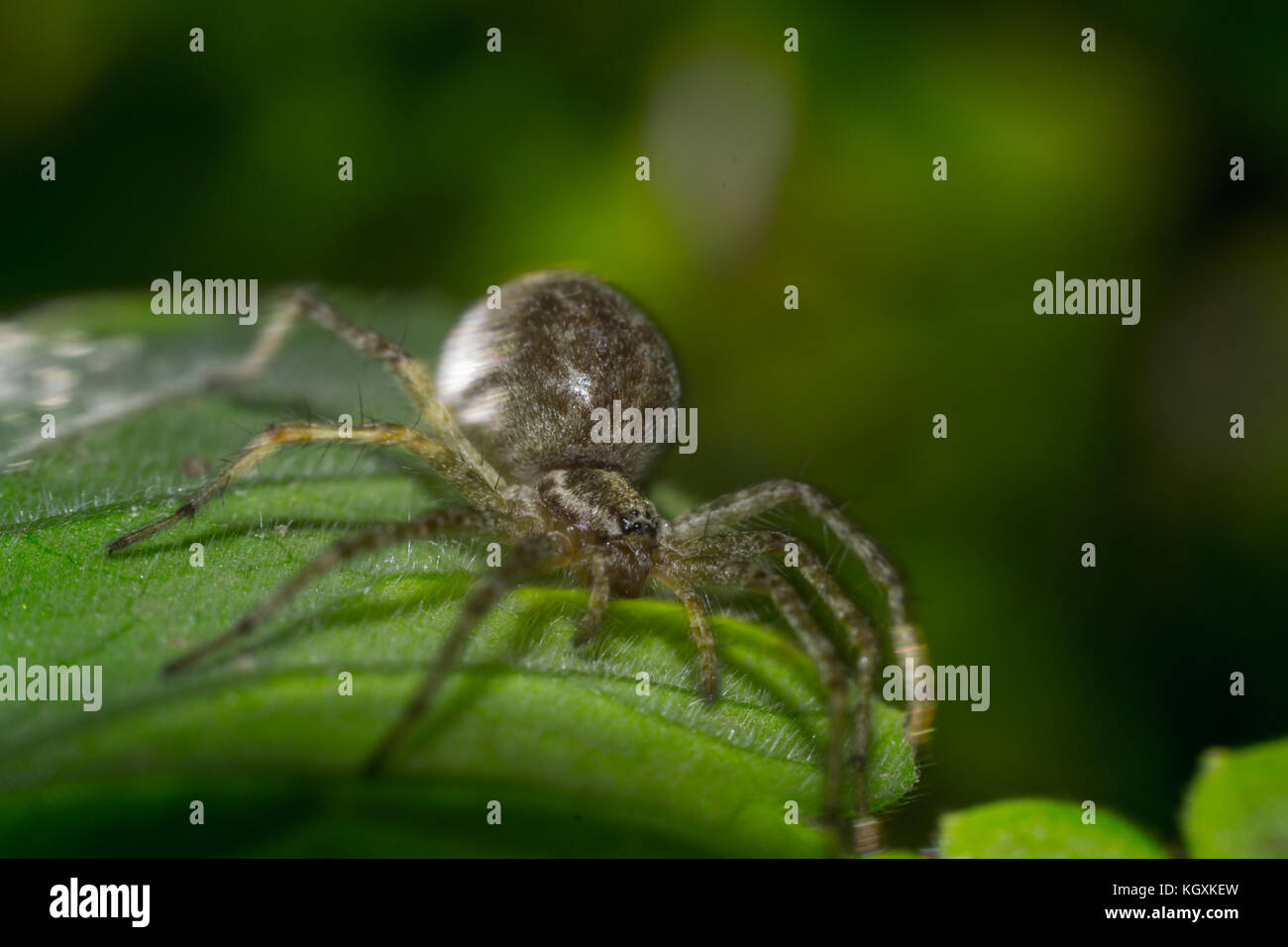 Close up of spider macro photo insect Stock Photo