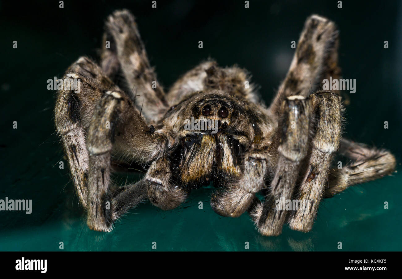 Close up of a spider macro photo of a large spider Stock Photo - Alamy
