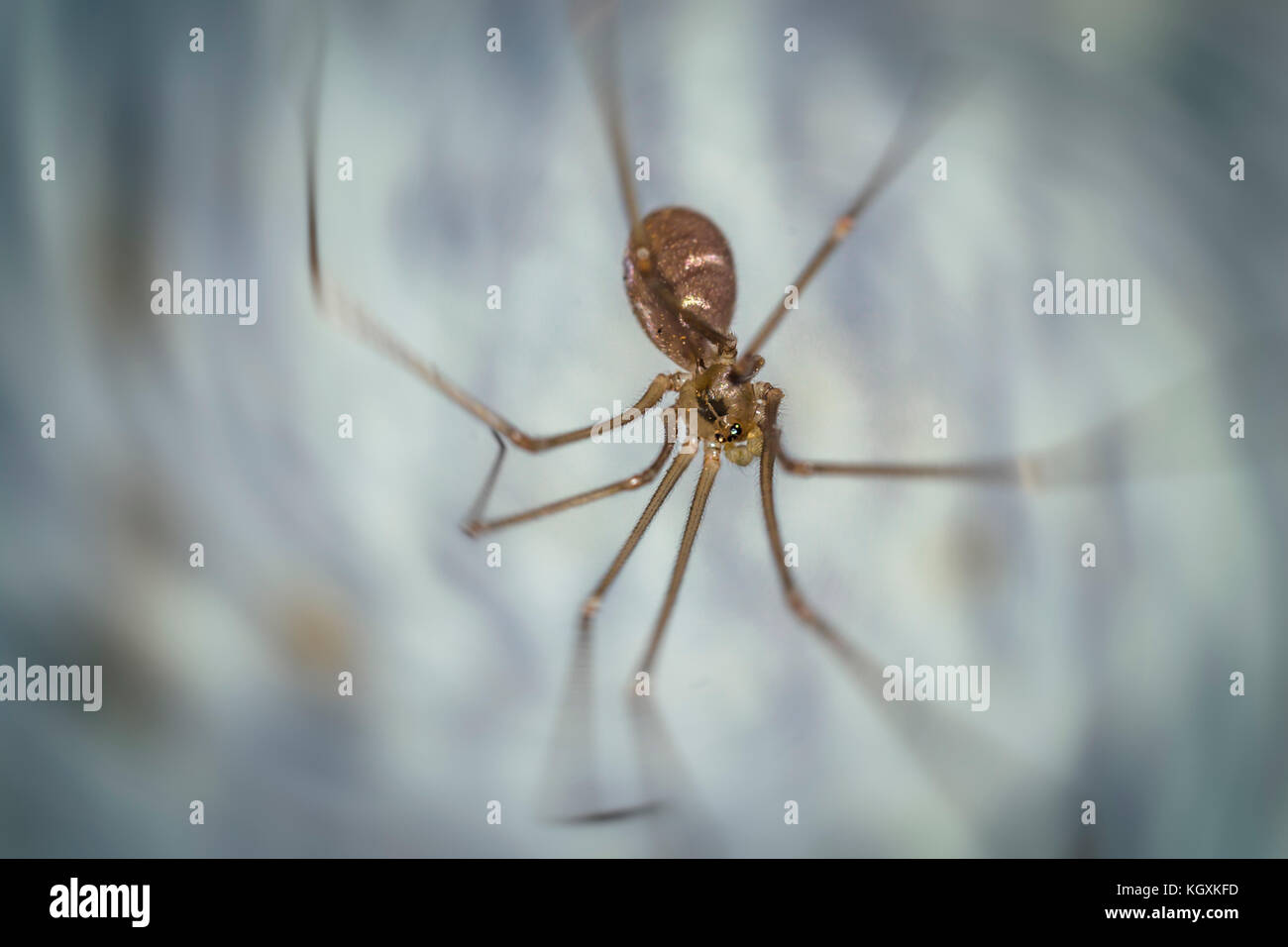 Close up of a spider macro photo Stock Photo - Alamy