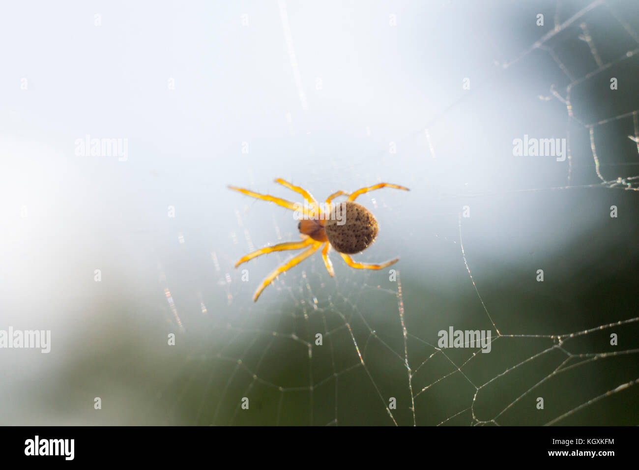 Close up of a spider macro photo Stock Photo - Alamy