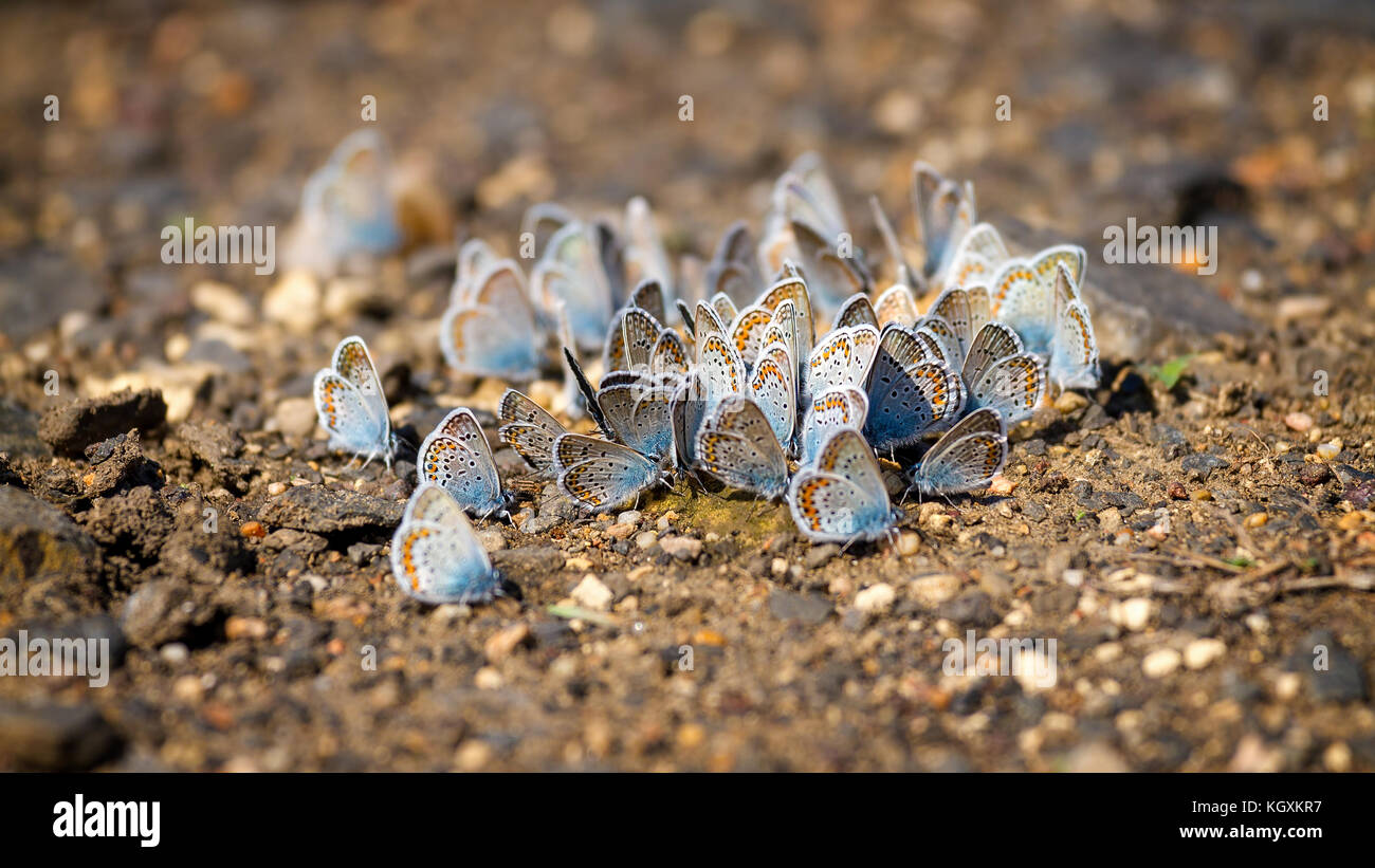 Many pretty gossamer-winged butterflies resting together Stock Photo