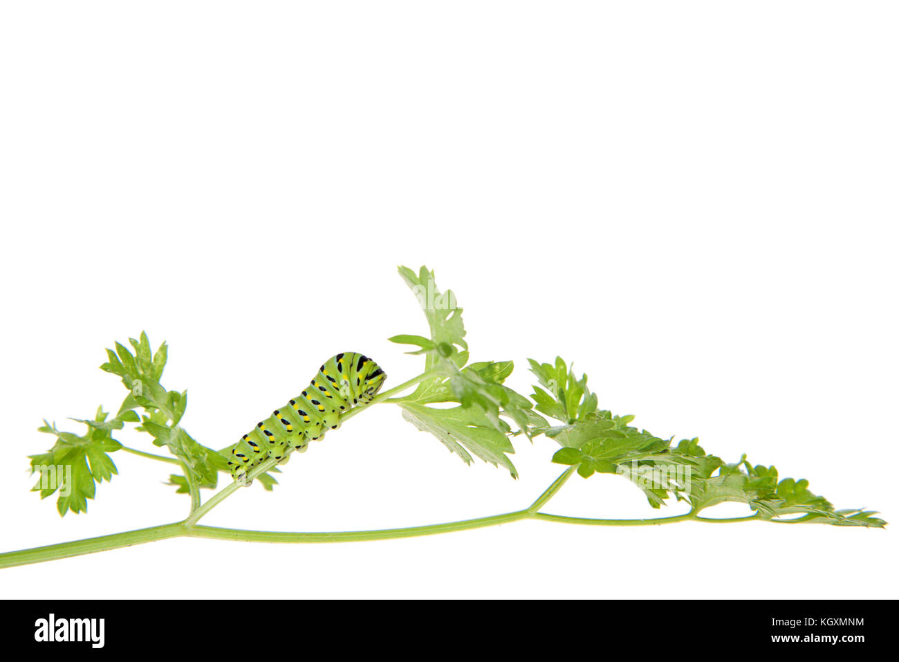 one Black Swallowtail caterpillar,  Papilio polyxenes,  climbing up parsley plant looking for food. Isolated on white background. Stock Photo