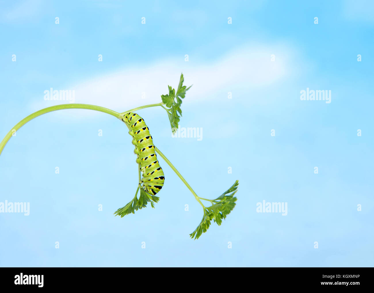 one Black Swallowtail caterpillar,  Papilio polyxenes,  climbing upside down on parsley plant looking for food. Blue background sky with clouds Stock Photo
