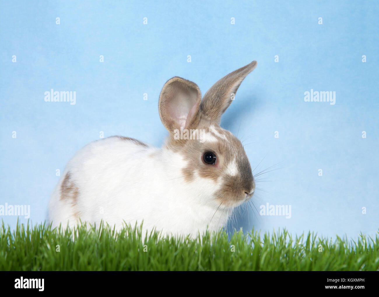 Cute tan spotted and speckled white baby rabbit sitting in tall grass ...