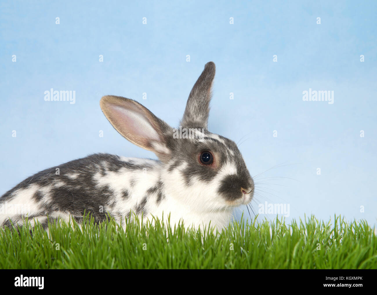 Gray spotted and speckled white baby rabbit laying in tall grass facing ...