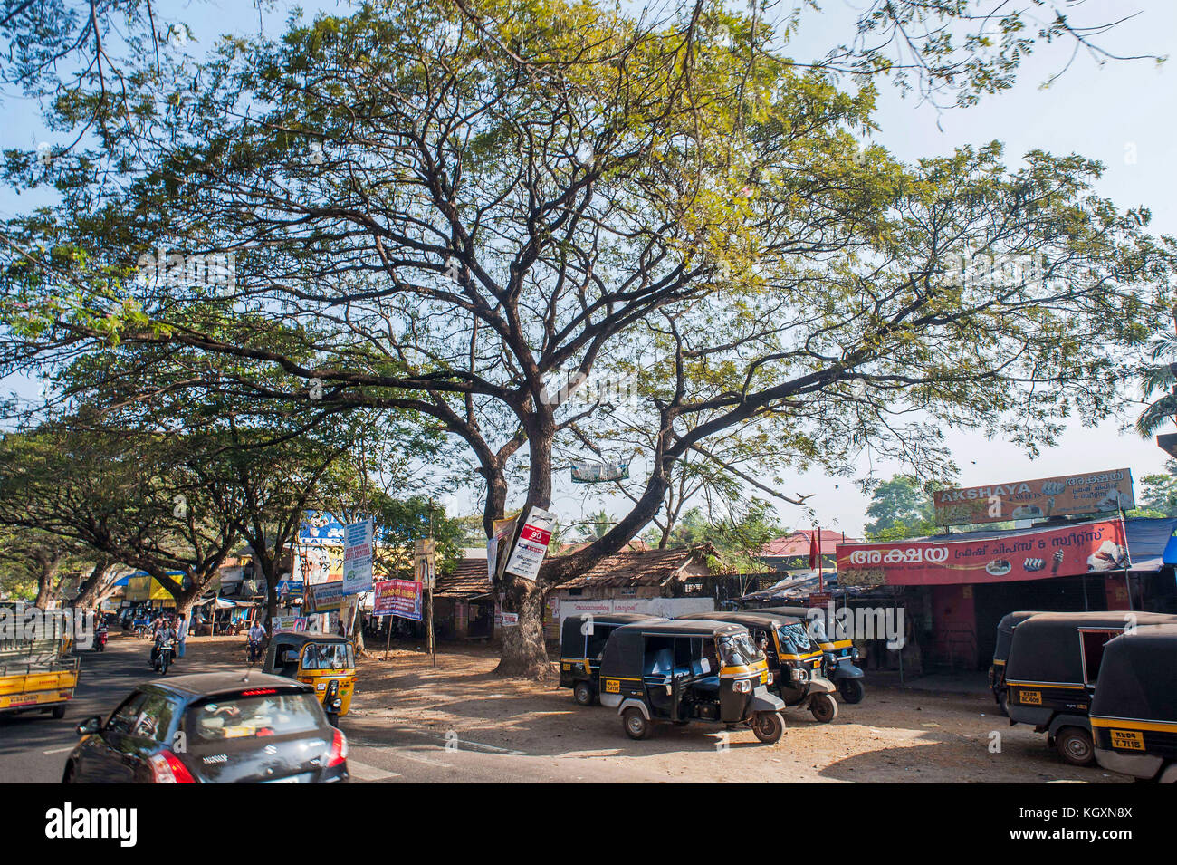 tree punnapra junction, Alappuzha, kerala, India, Asia Stock Photo